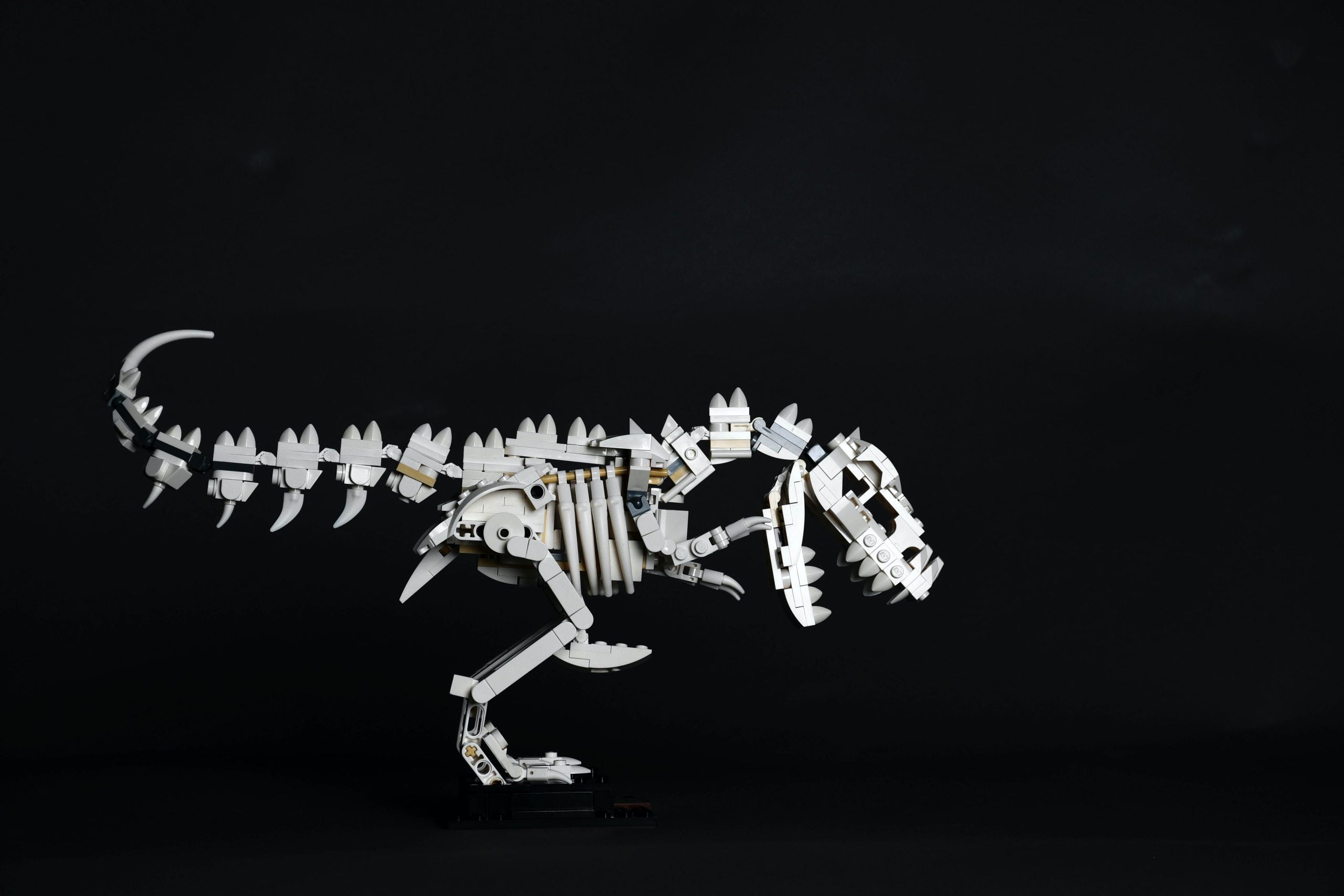 ポルトガルの人間の裏庭で見つかった巨大な恐竜の骨格