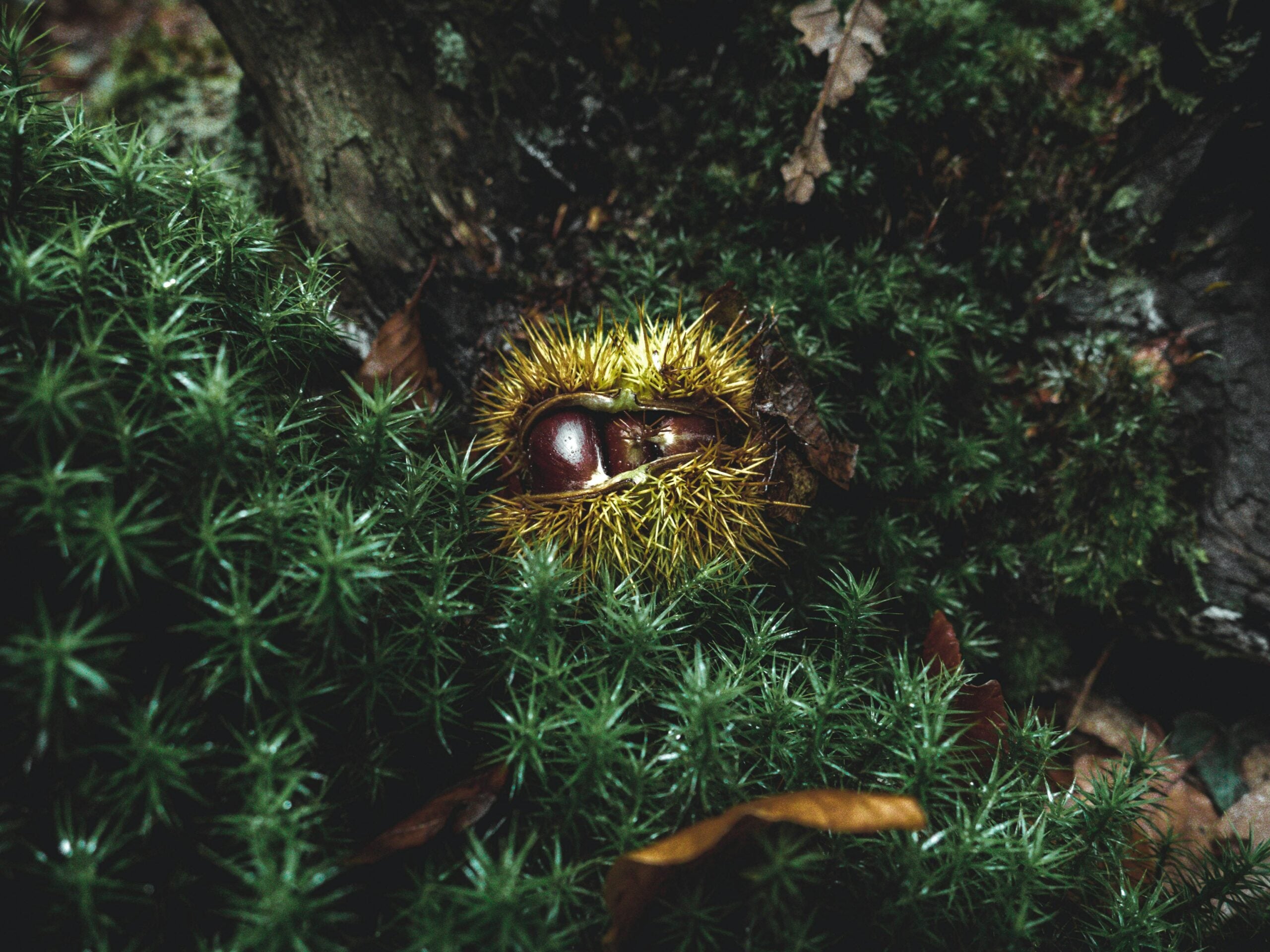 ポルトガルのトップ10のニュース記事