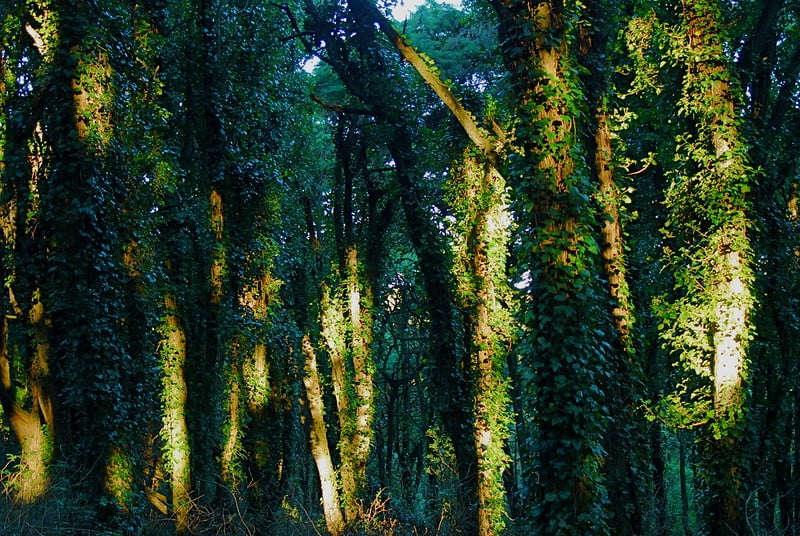 フェアリーフォレストトレイル、シントラ