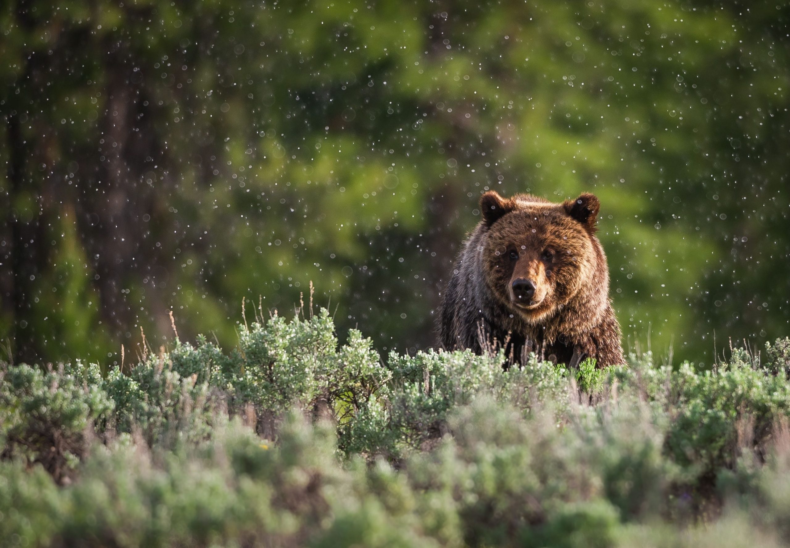 氷河国立公園で好奇心griz盛なグリズリークマに追いかけられたハイカーは、目が山羊の群れに閉じ込められる前に