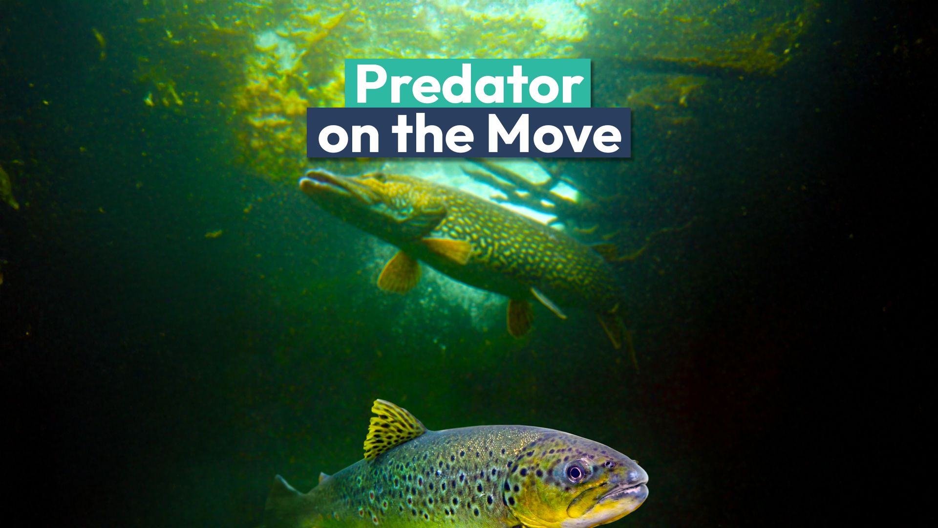 かみそりの歯を持つ捕食者がこの州の隠れた通路を密かに動いています（＆専門家は心配しています）