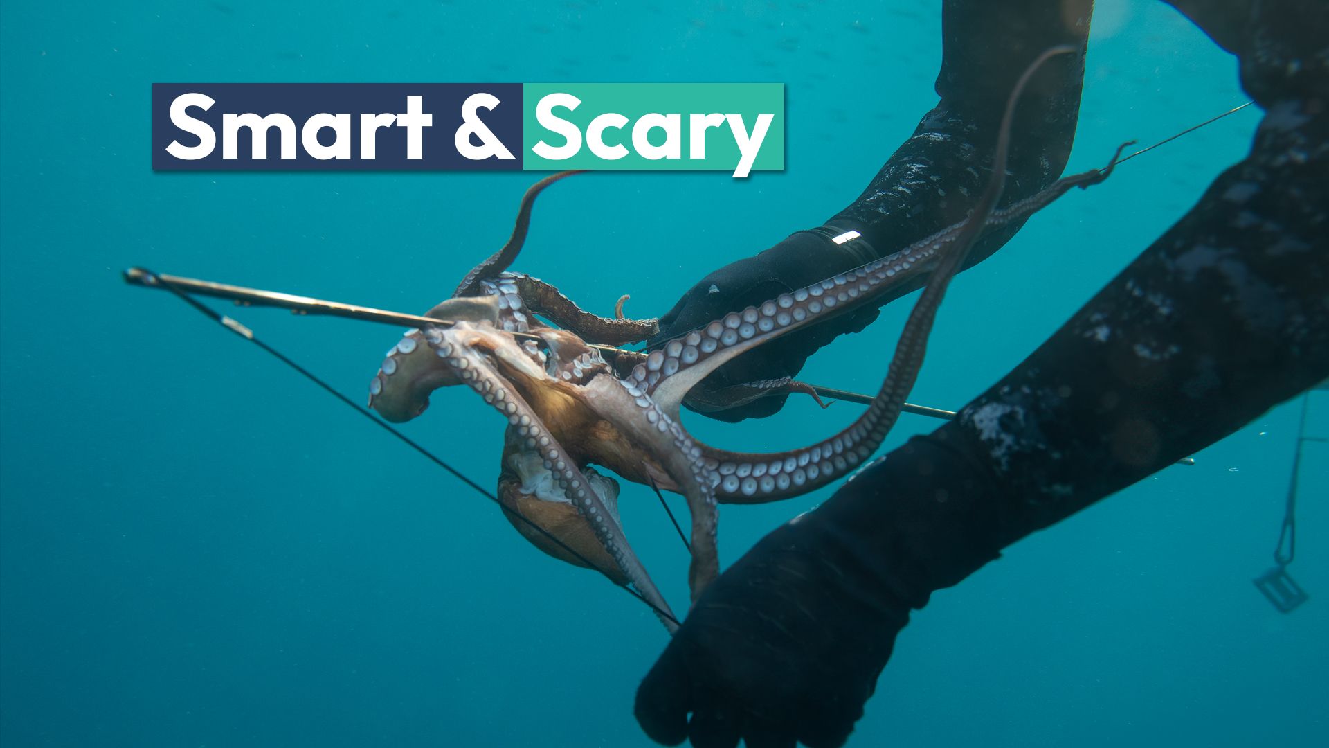 タコはダイバーから身を守り、なぜ私たちが彼らに魅了され怖がっているのかを証明します