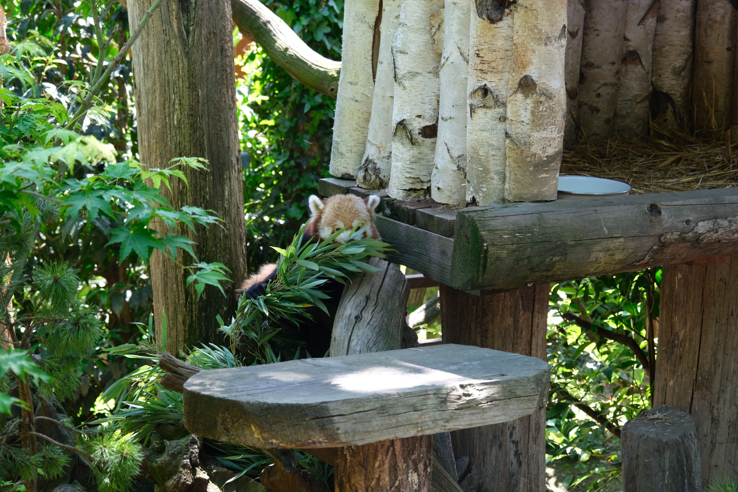 エディンバラ動物園で絶滅危ed種の赤いパンダが亡くなりました：花火は彼女の突然で無意味な死を非難しました
