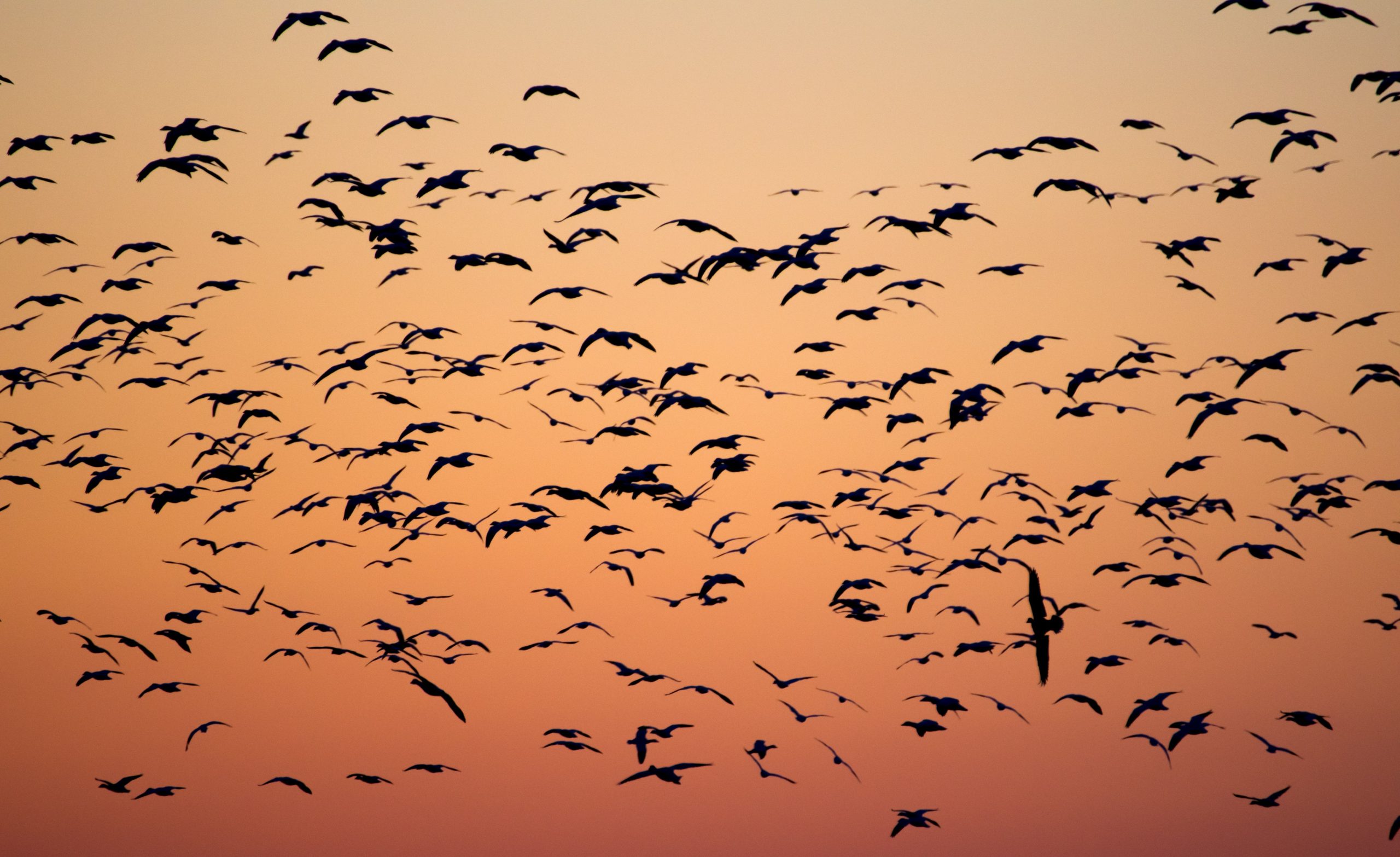 鳥の行動パターンは気候条件による可能性がある、と研究者は言う