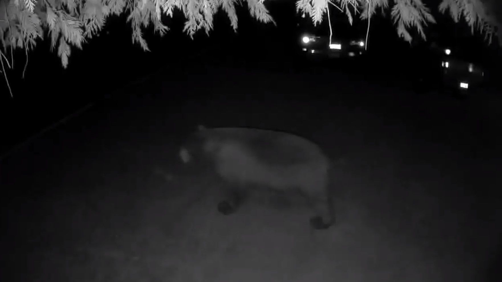 私はクマと一緒に町に住んでいます、ここにそれがどのようなものですか