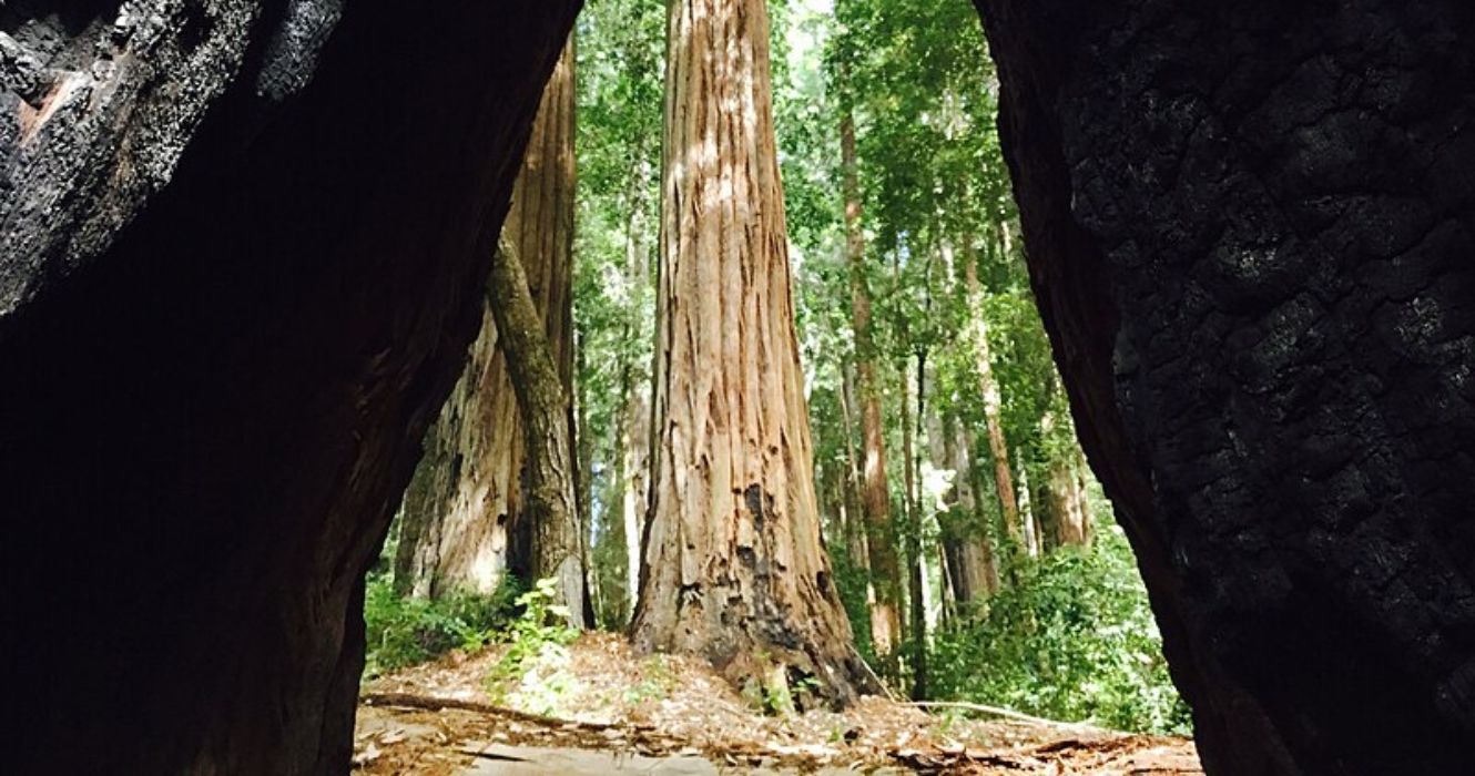 このカリフォルニア州立公園は2024年に成長しています