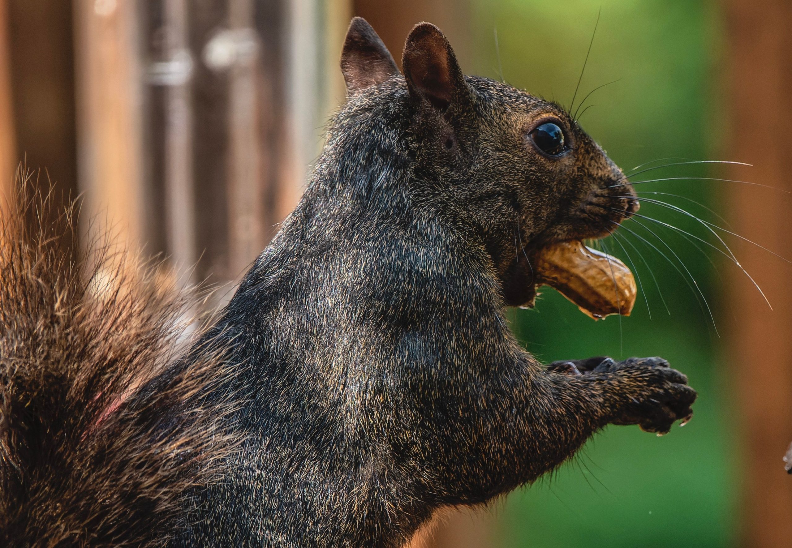 ピーナッツ、ニューヨーク州当局によって安楽死したリス：ロンゴ家は荒廃した
