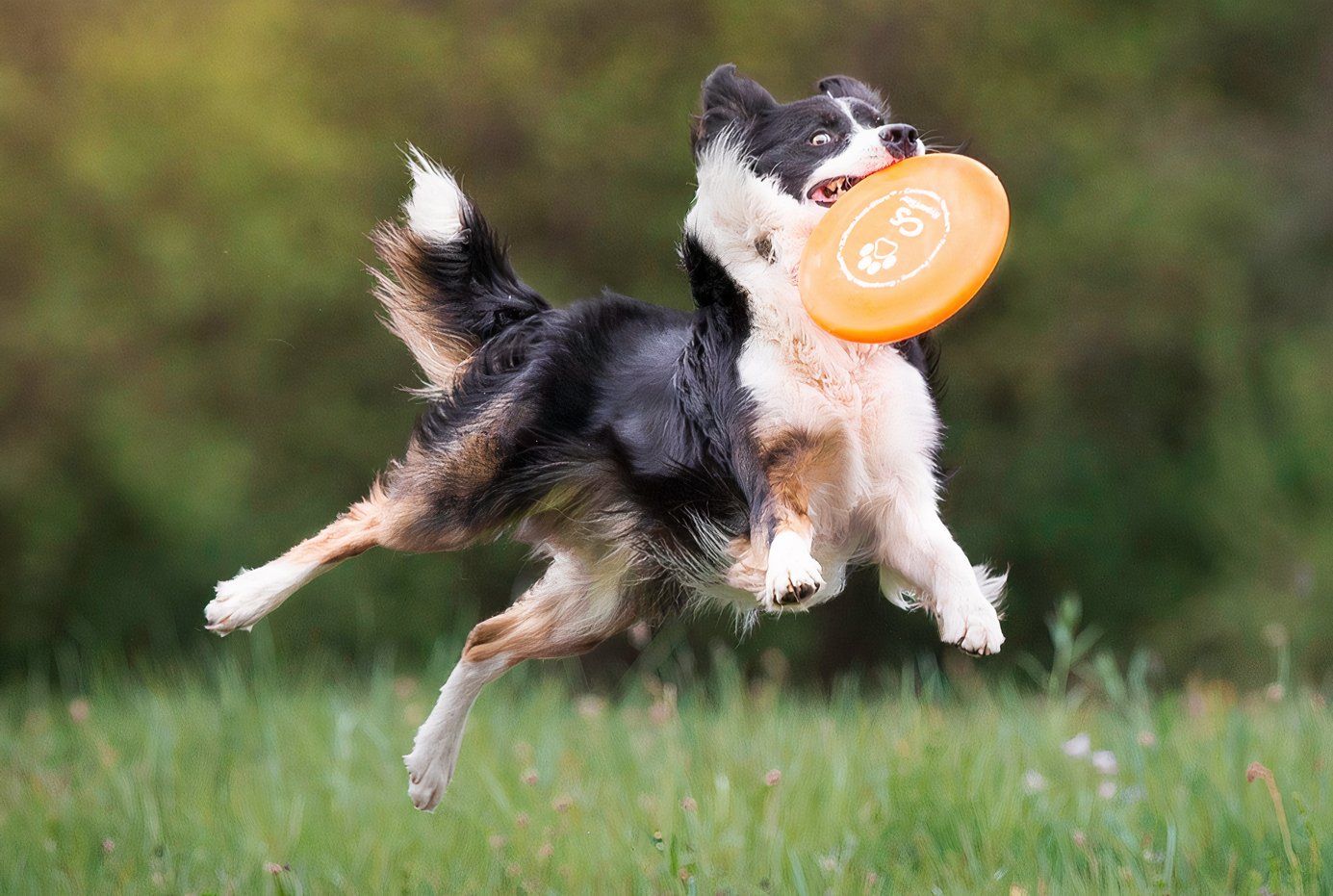 世界で最も賢い犬の品種は、4歳の子供よりも賢いです（そして、それは典型的なK9警察犬ではありません）