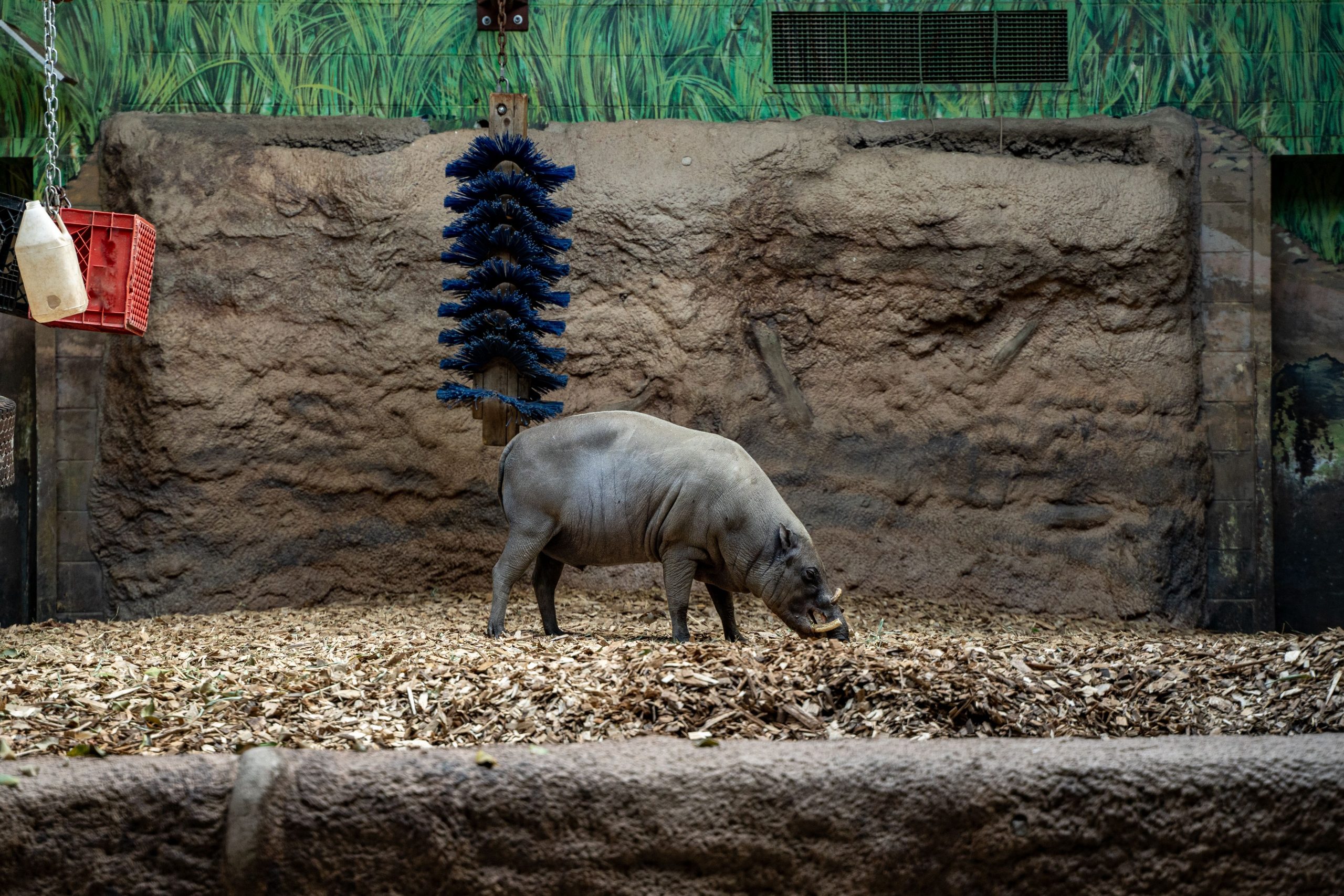 トロント動物園は最愛の17歳のバビルーサの死を嘆きます、「バッキー」：ヒューマンエラーは責任を負うことです