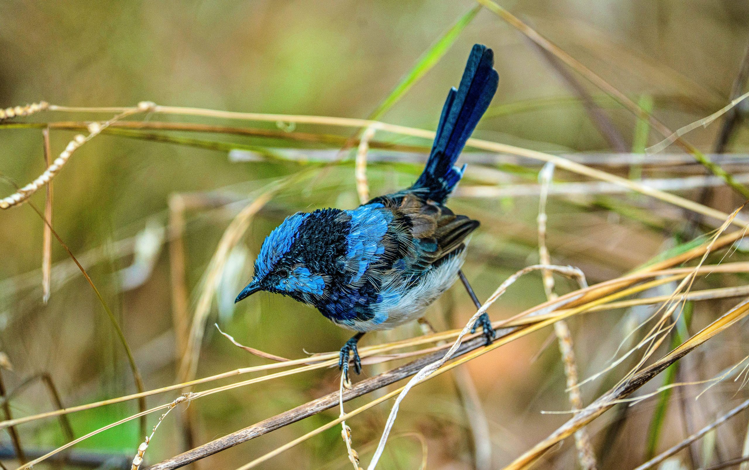 新しい研究は、鳥が歌う歌を通して自分の性格を表現していることを明らかにしています
