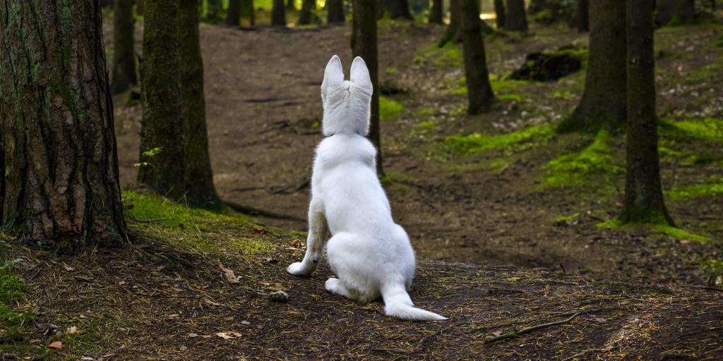 フランスc'est la vie！フランスのラッコーにあるアマンダのホストは、何も心配することはないようです。しかし、アマンダが彼女の最愛の犬を失ったことを知ったとき、彼女はどのように反応しますか？