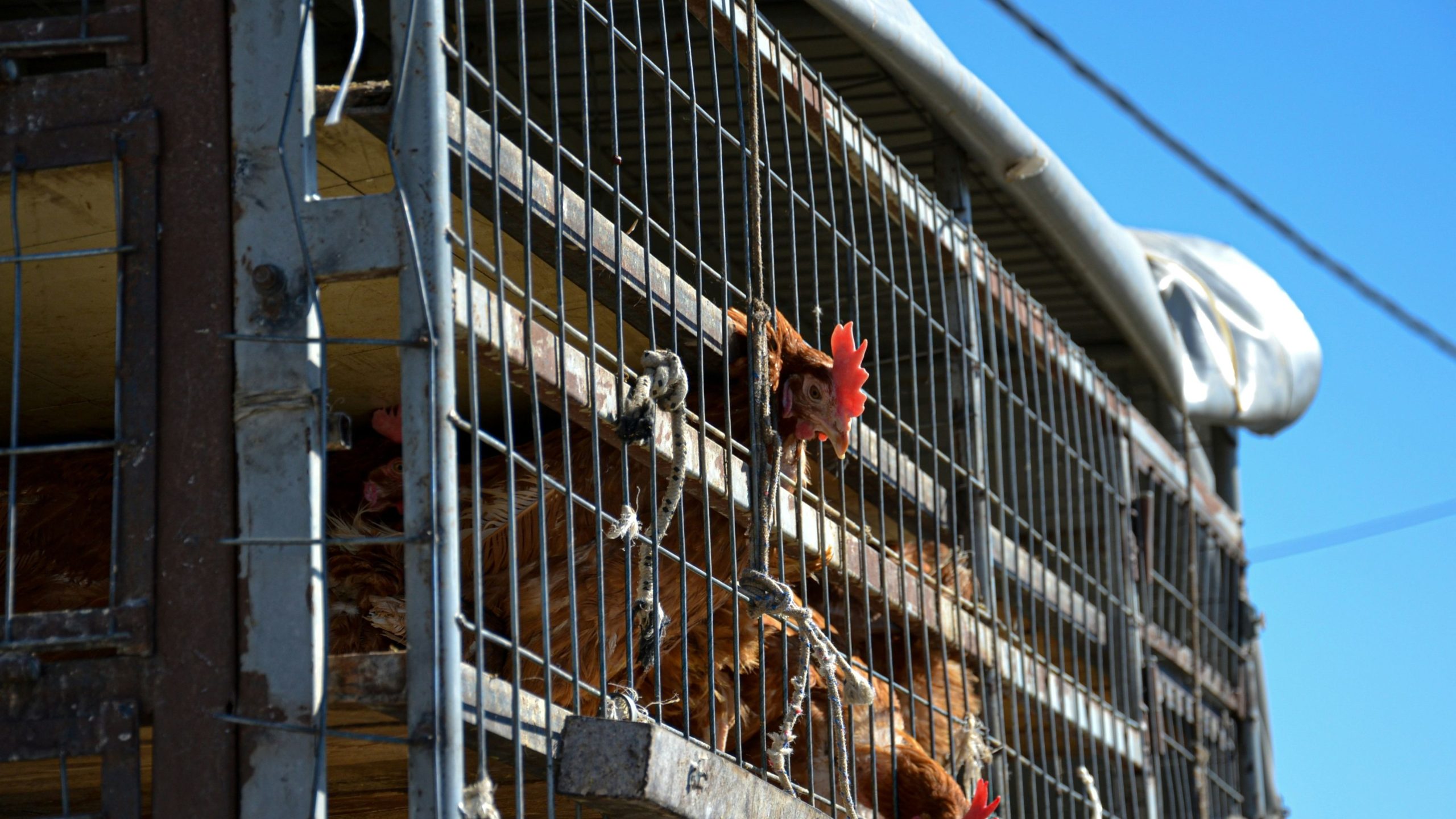 複数の州に広がる鳥インフルエンザは、家禽、牛、労働者を脅かす