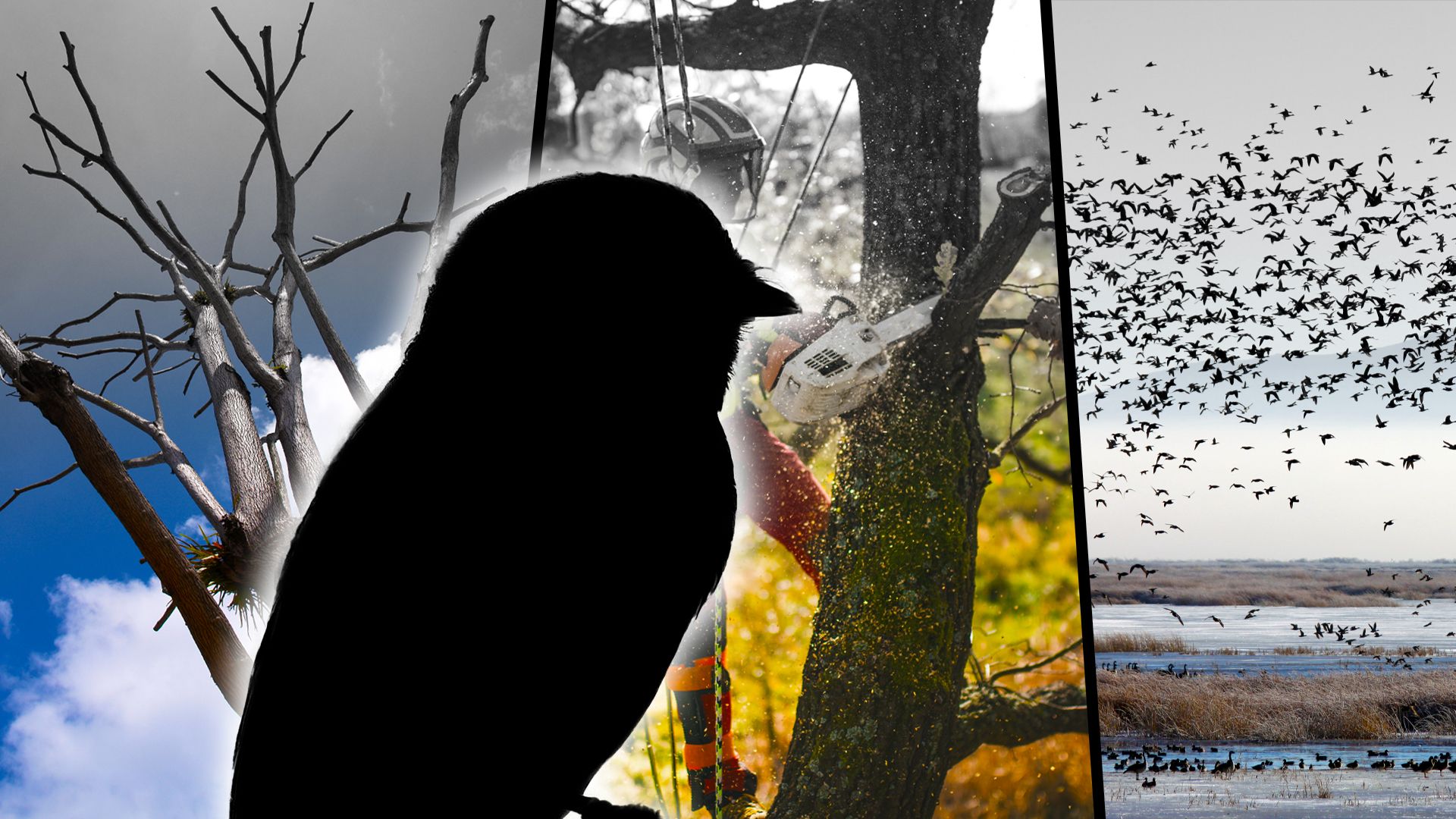 気候変動、人間の介入、および早期移動がこの小さな鳥に大混乱をもたらしています