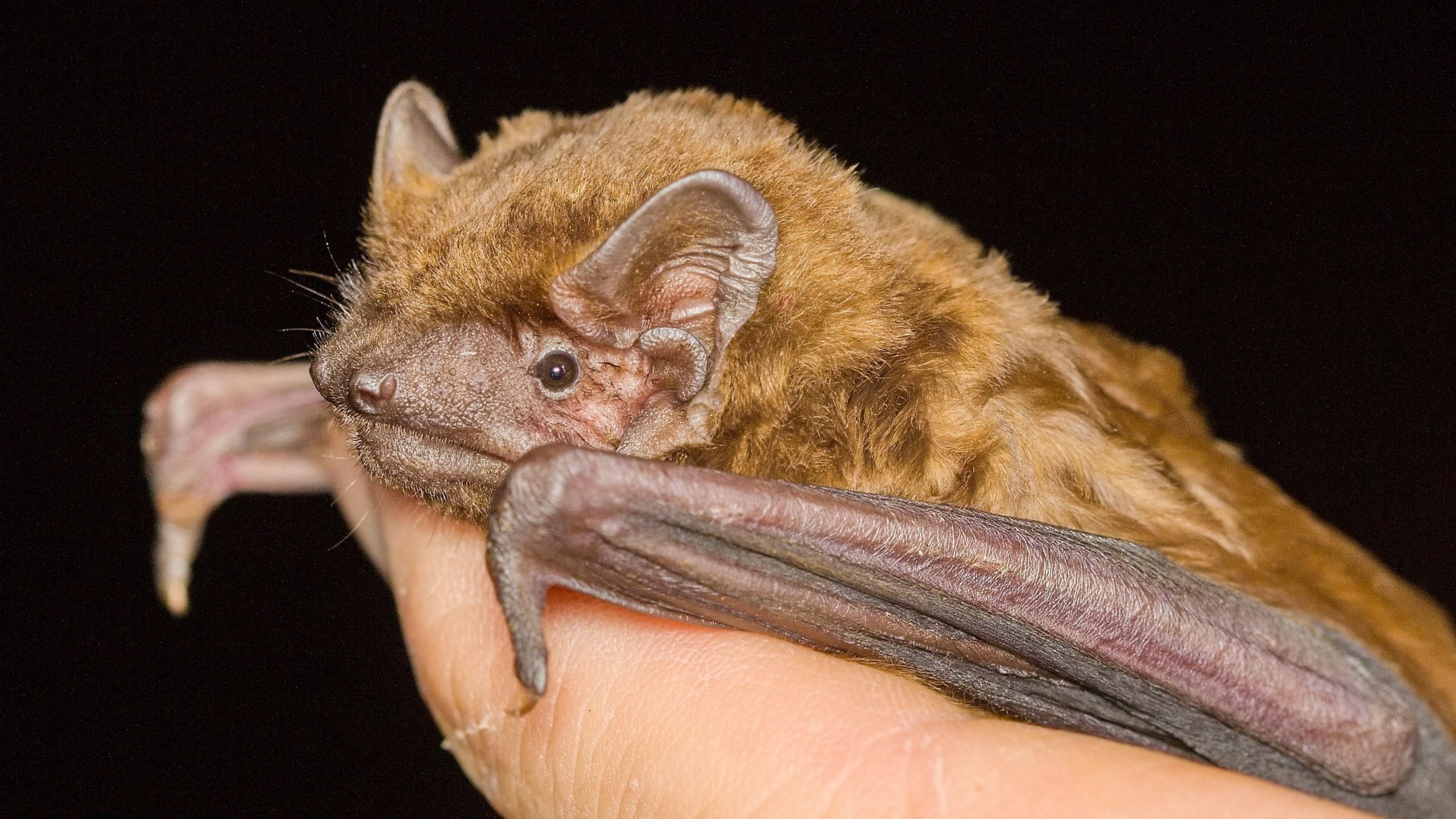 新しい研究では、コウモリが嵐の風を使用して長距離を移動することが明らかになりました