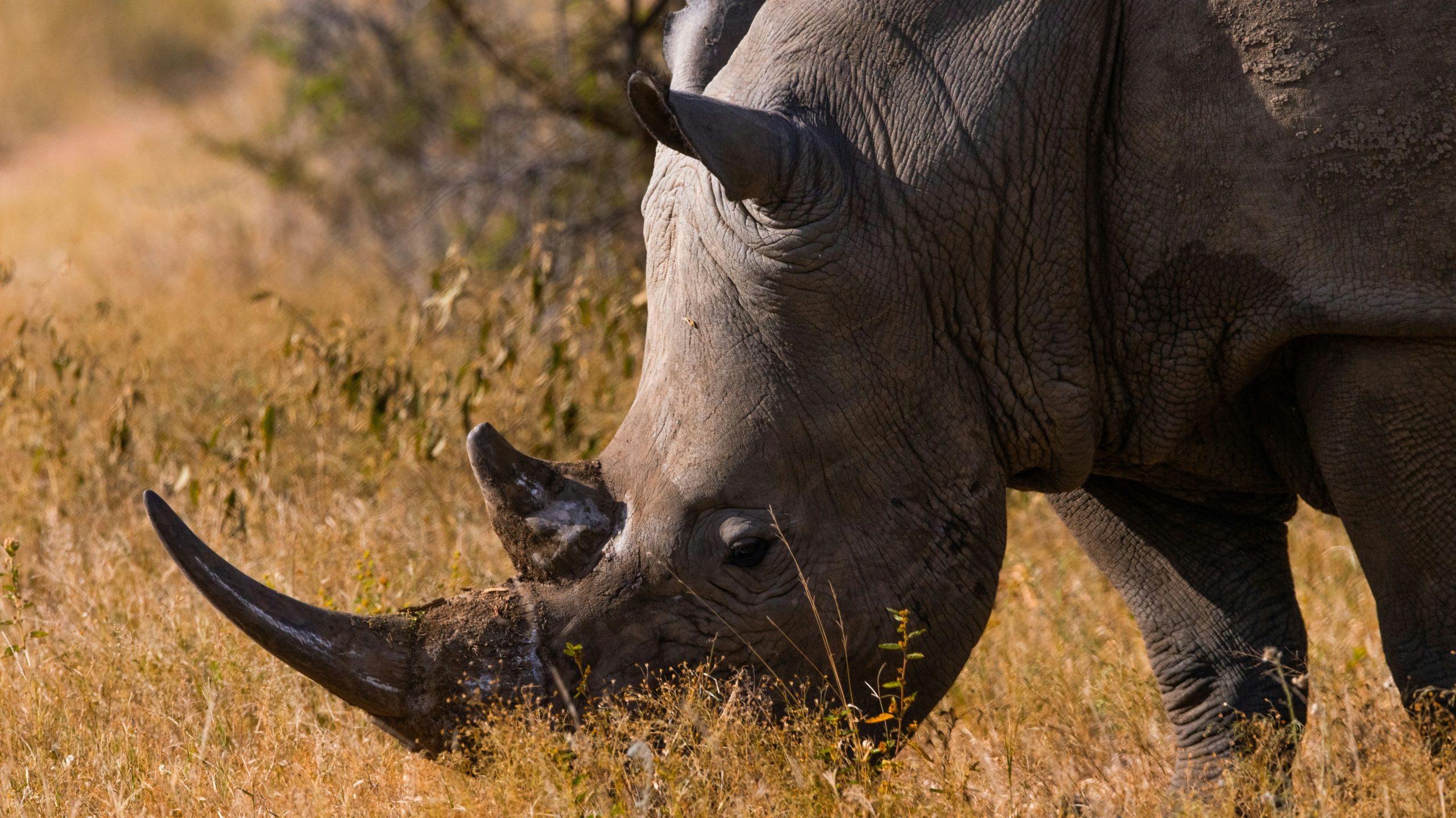 動物園は、動物の死に終わる2つの脅迫された種の間の対立が突然閉鎖されました