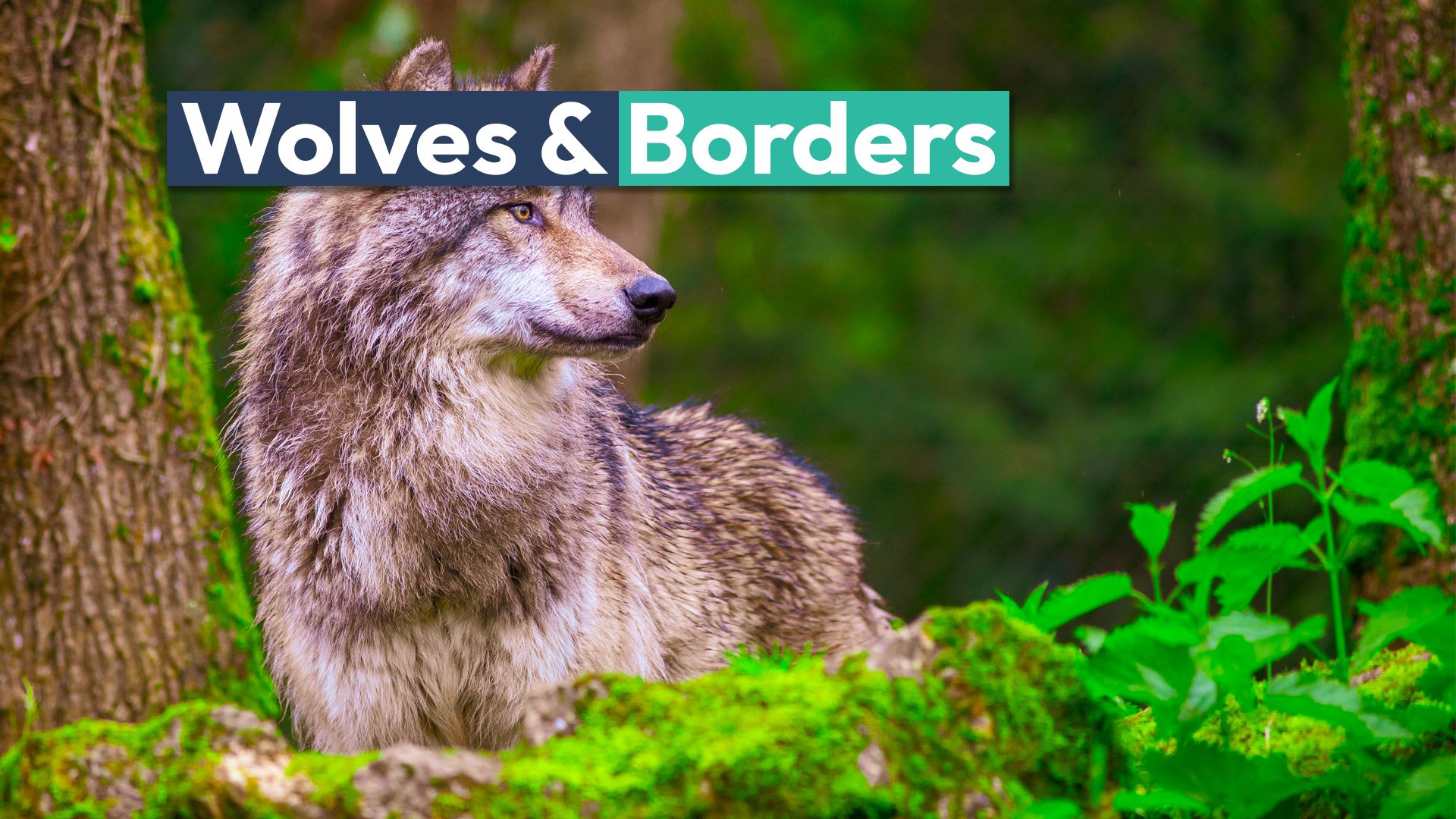 コロラド州が再導入されたオオカミがユタ州に変わると合意があります