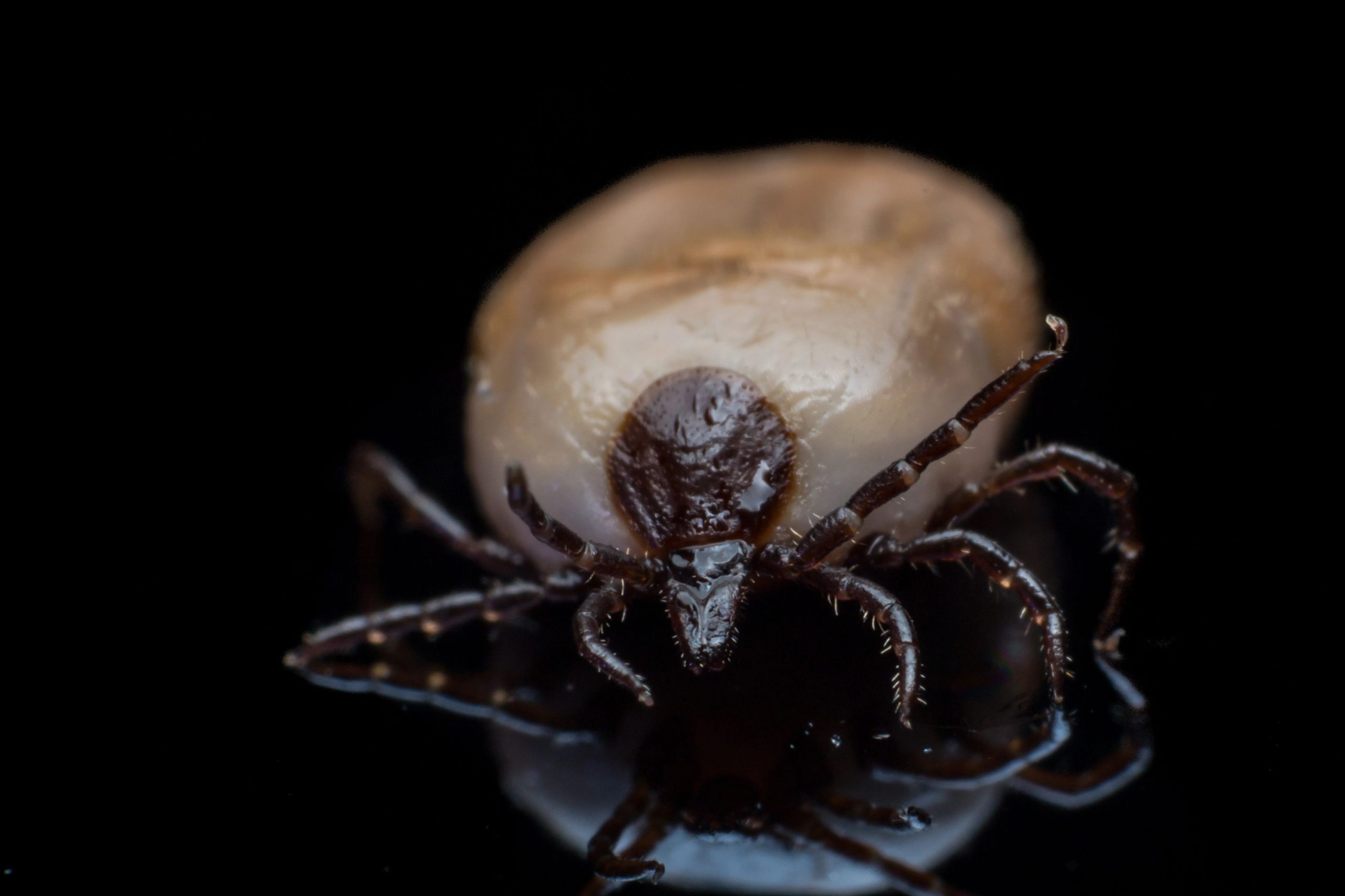 アメリカの7種類のダニとそれらが見つかった場所