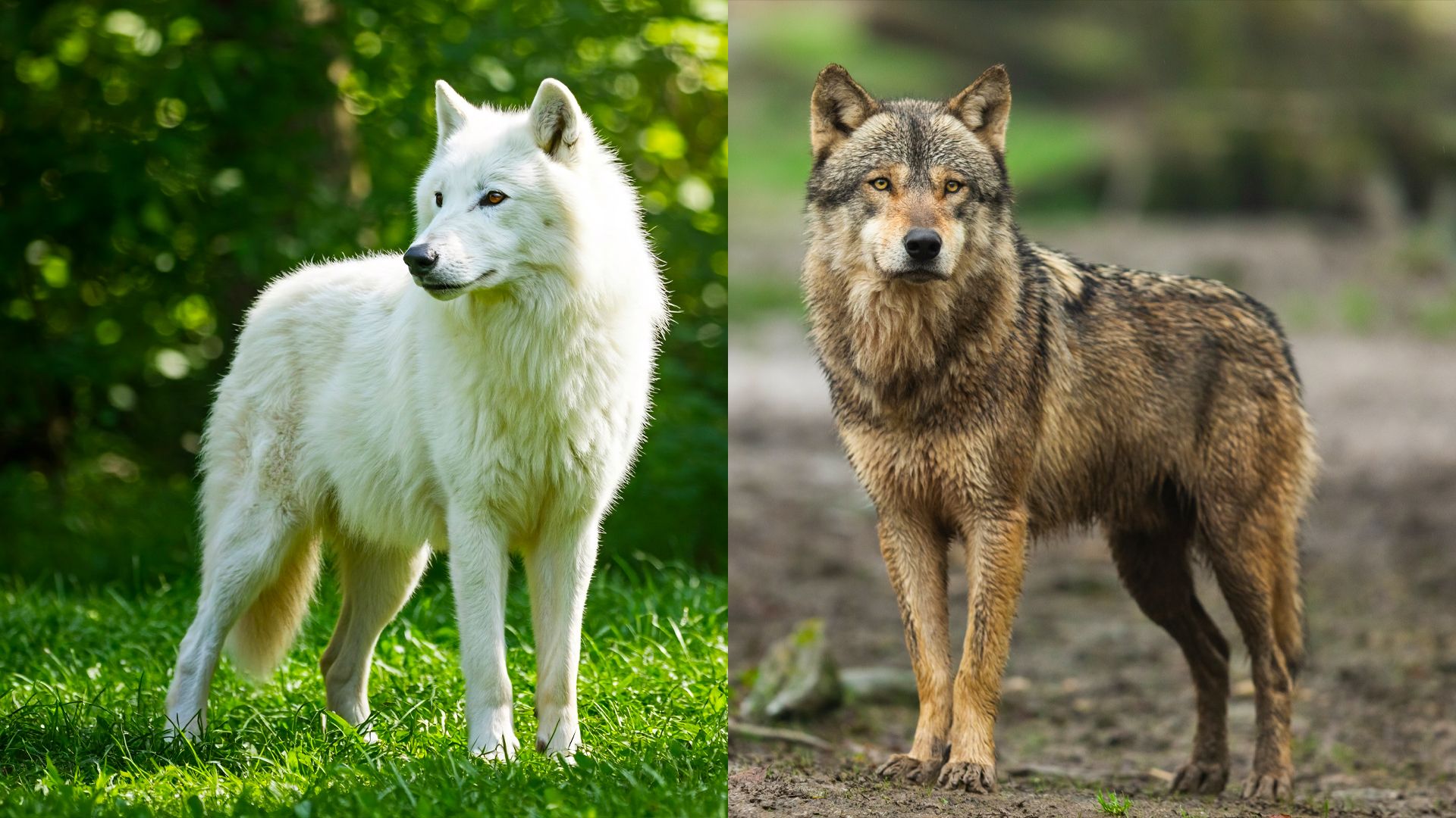 Dire Wolf Vs.グレイウルフ：違いは何ですか？