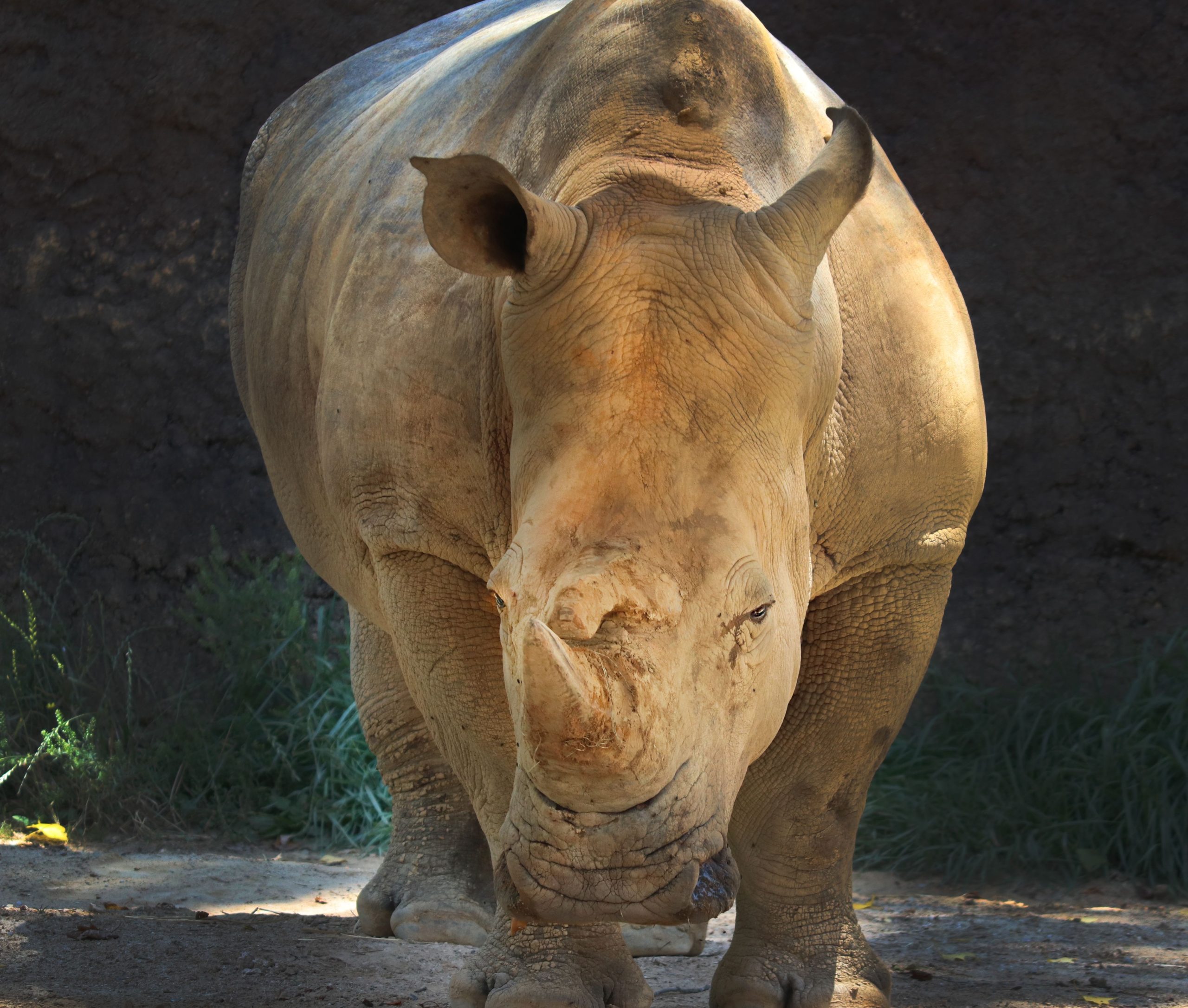 安らぎのドリー：56歳で人道的に安楽死させた米国で最も古く、最も愛されている南ホワイトサイ