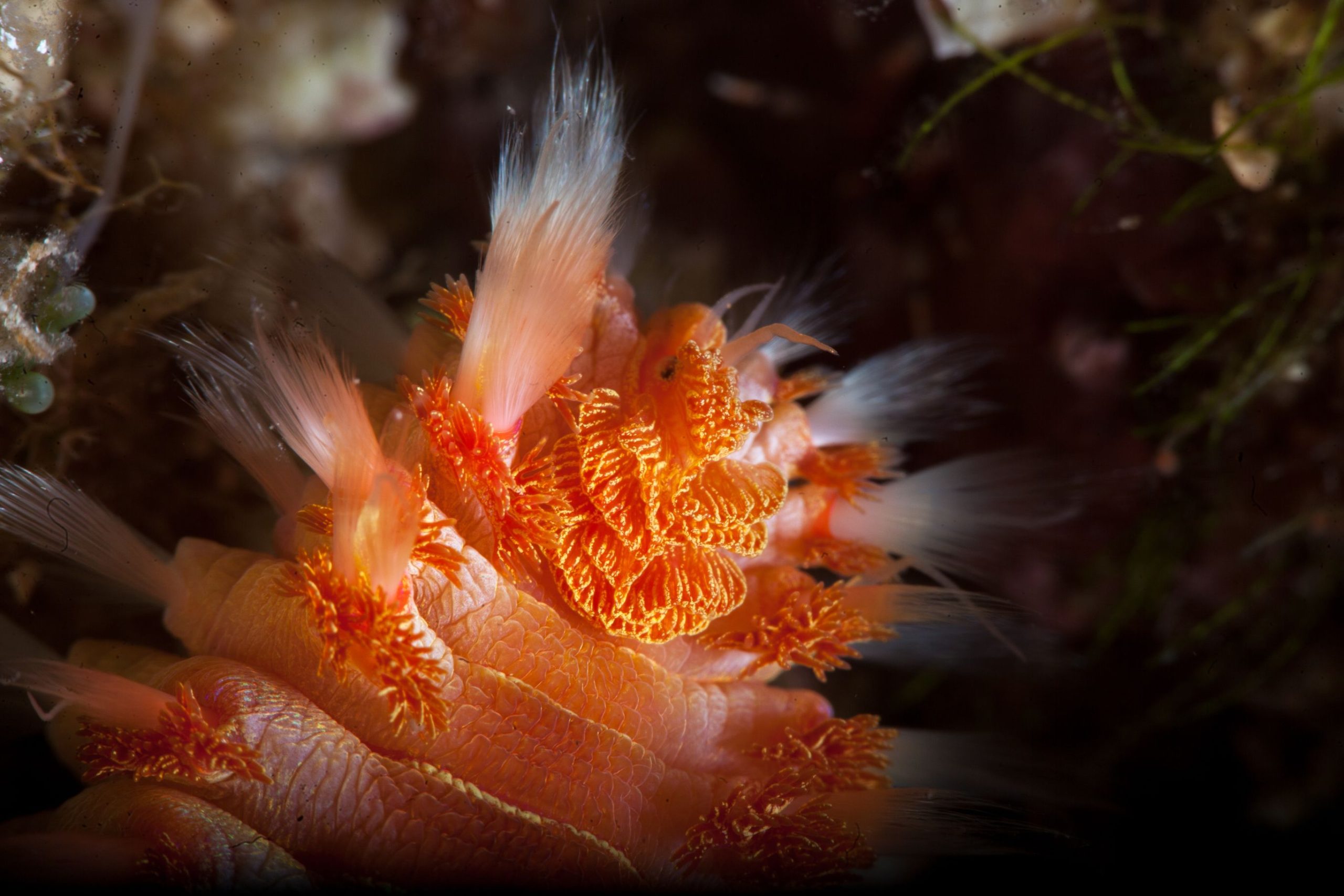 奇抜な髪型を備えた世界で最も奇妙なワームは純粋な悪夢の燃料です