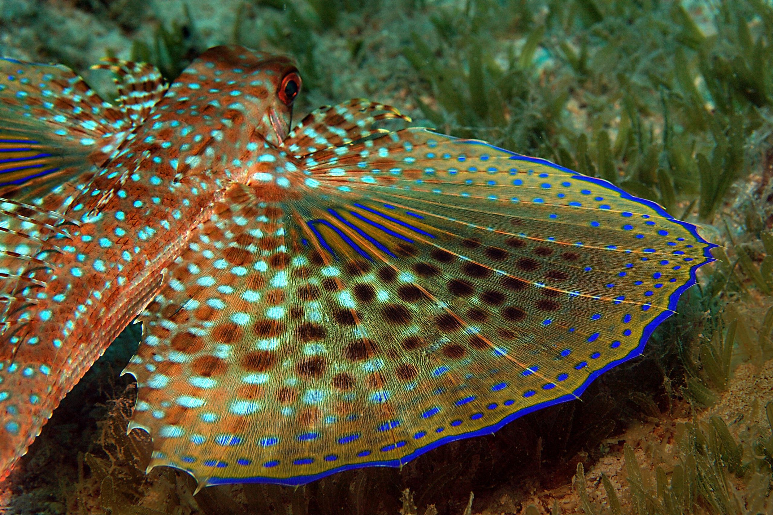 この魚は時速35で「飛ぶ」ことができます