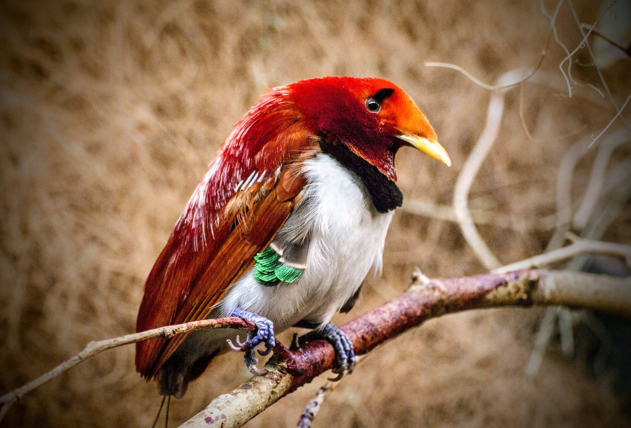 科学者は、これらのユニークな鳥が光を放出することを認識しています