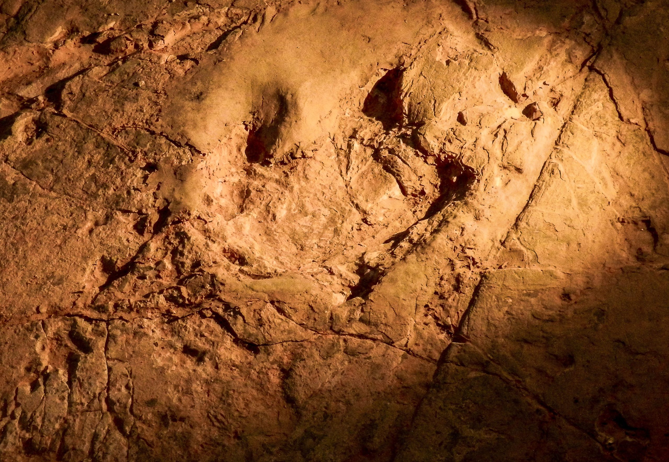 「世界最小の恐竜の足跡」は非常にまれで珍しい発見です