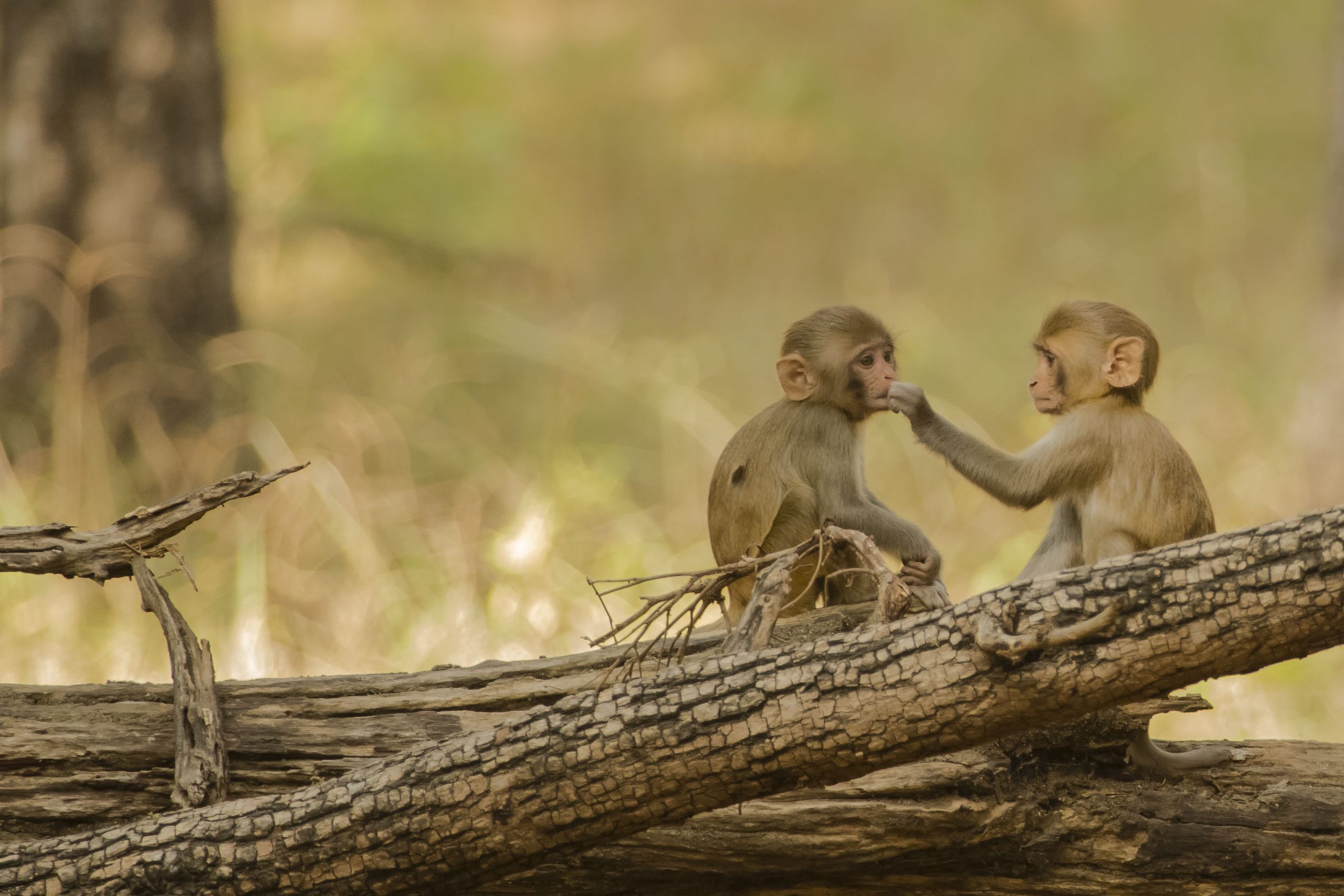 凍結された連邦資金は、1,500アカゲザルの死刑判決を意味する可能性があります