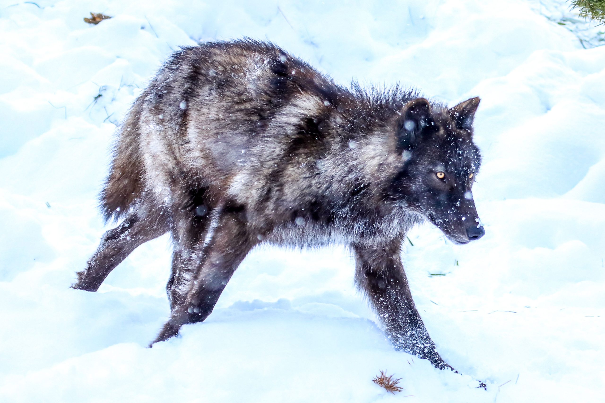 ブラックウルフは、入ってくる交通中にイエローストーン国立公園に落ち着きを保ちます