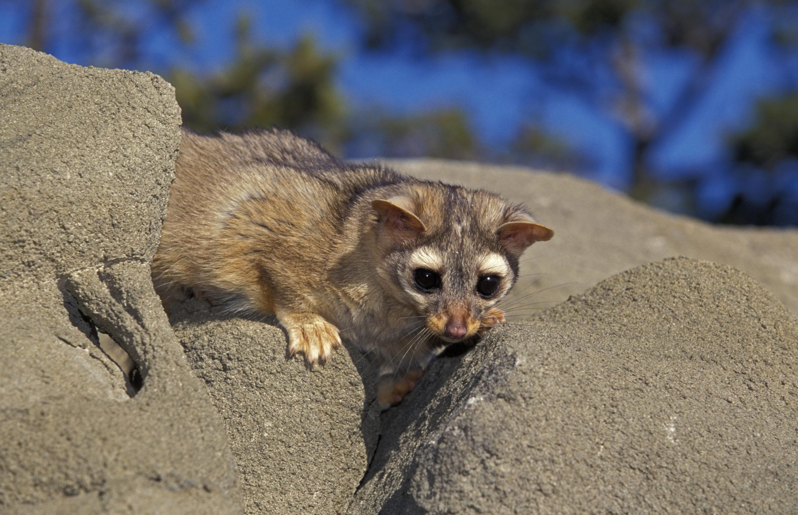 シオン国立公園で最も信じられないほどの動物10