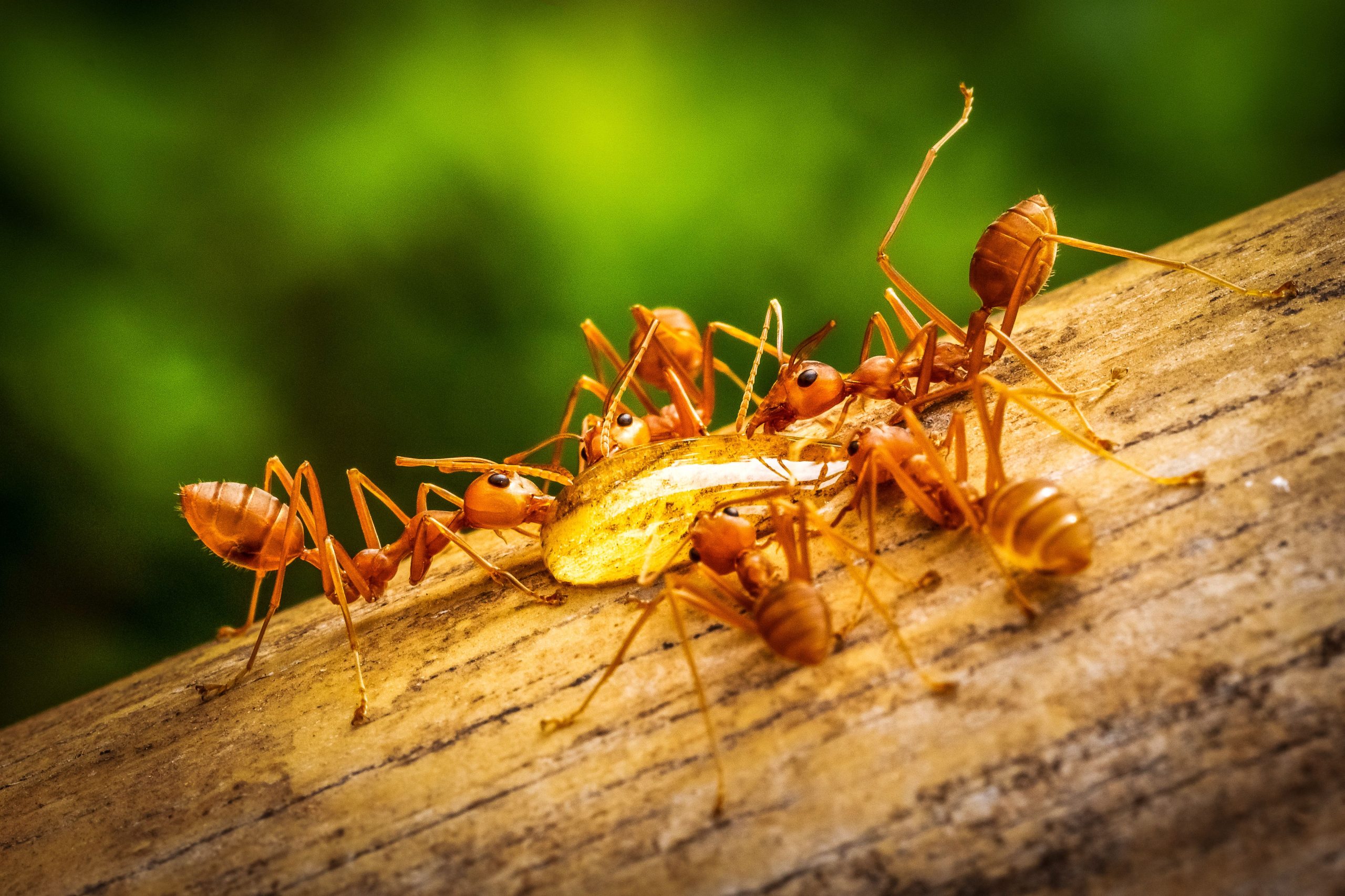 この危険なバグは誤って米国に侵入し、毎年1400万人を刺します