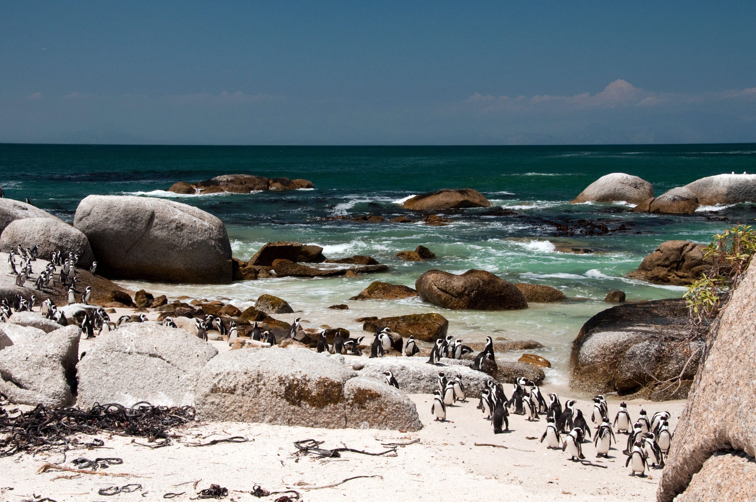 キャンペーンで認められたプエブロ動物園での愛らしいペンギンが認識を広めました