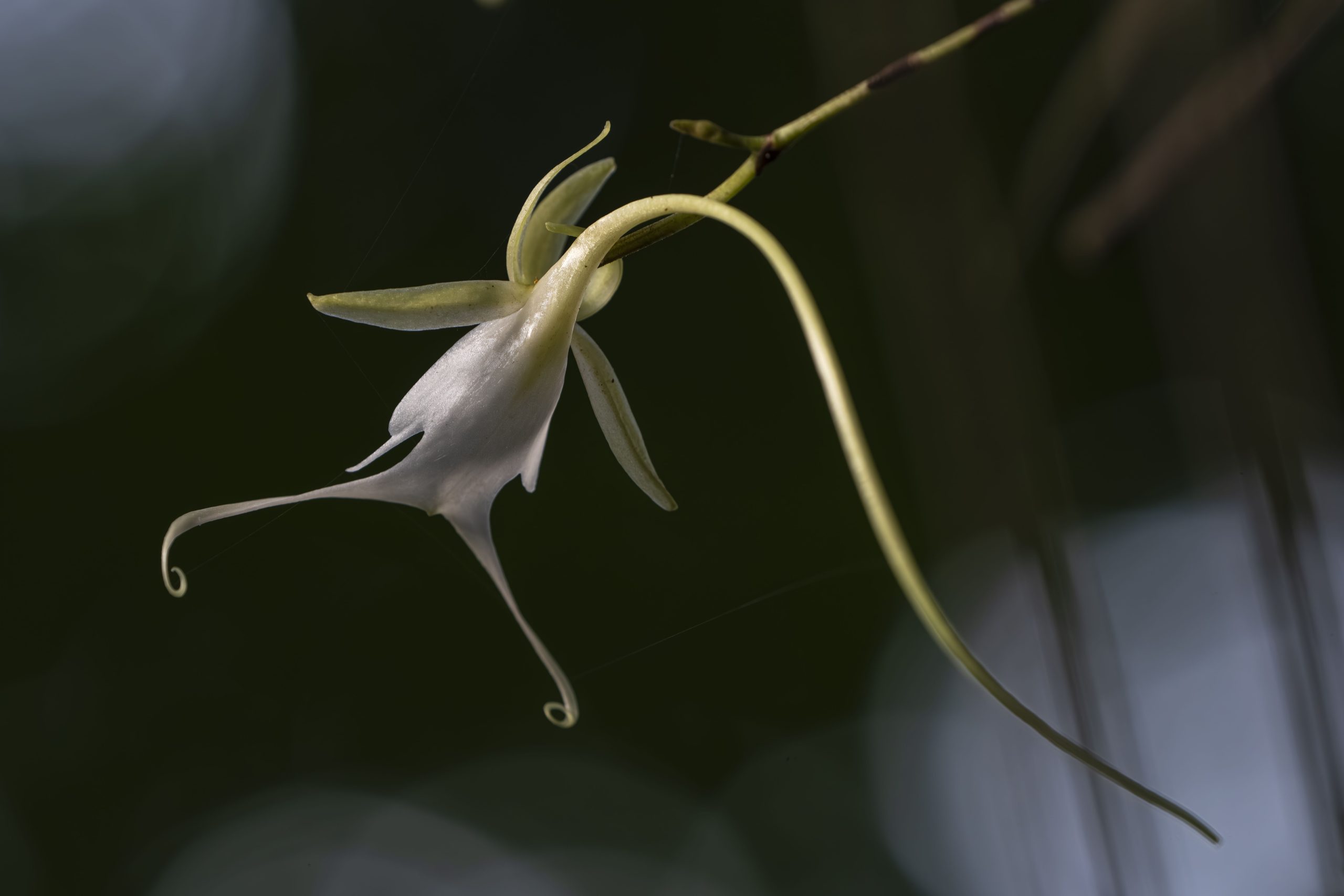 地球上で最も不気味な花は米国にあります