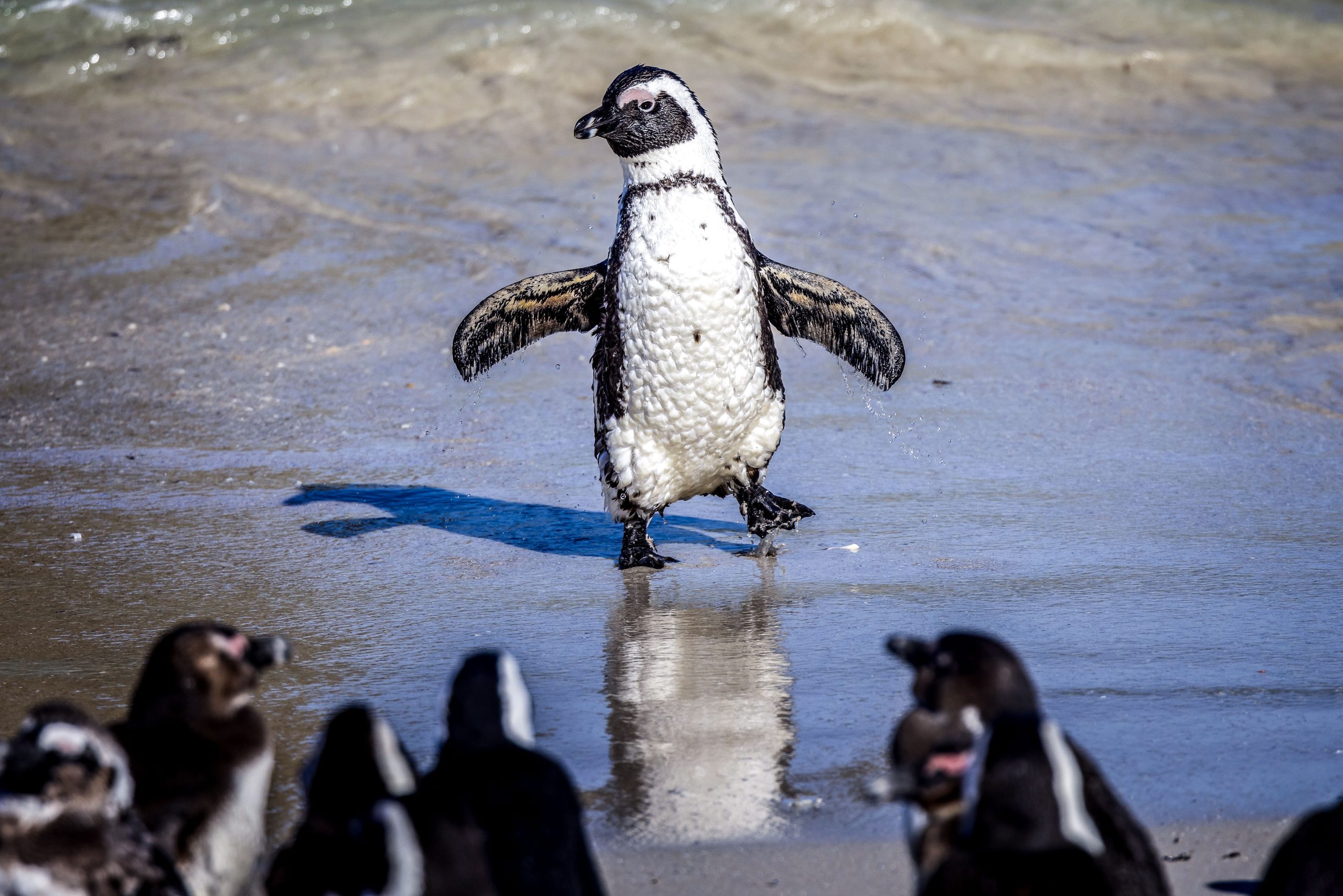 南アフリカは、重要な商業漁業禁止を設定したことを称賛しました