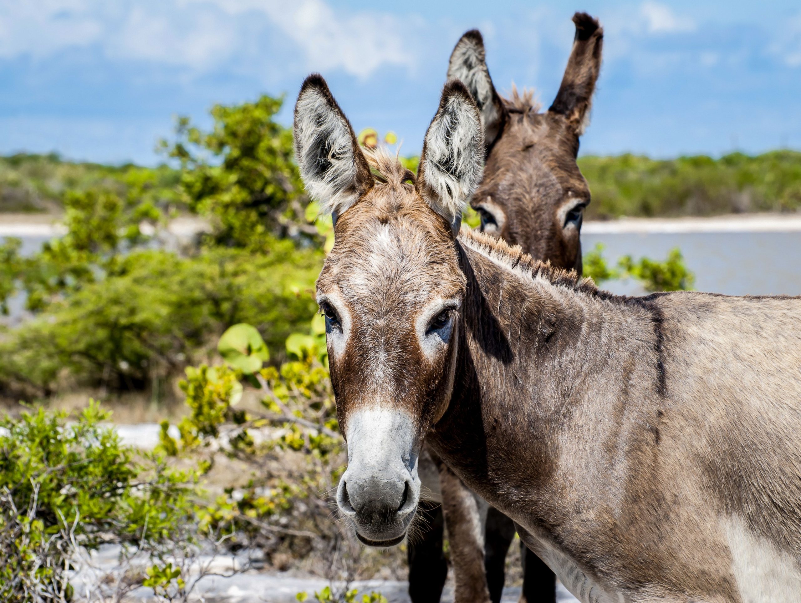 ほとんどの人はこのカリブ海の目的地を歩き回る野生のロバさえ知らない