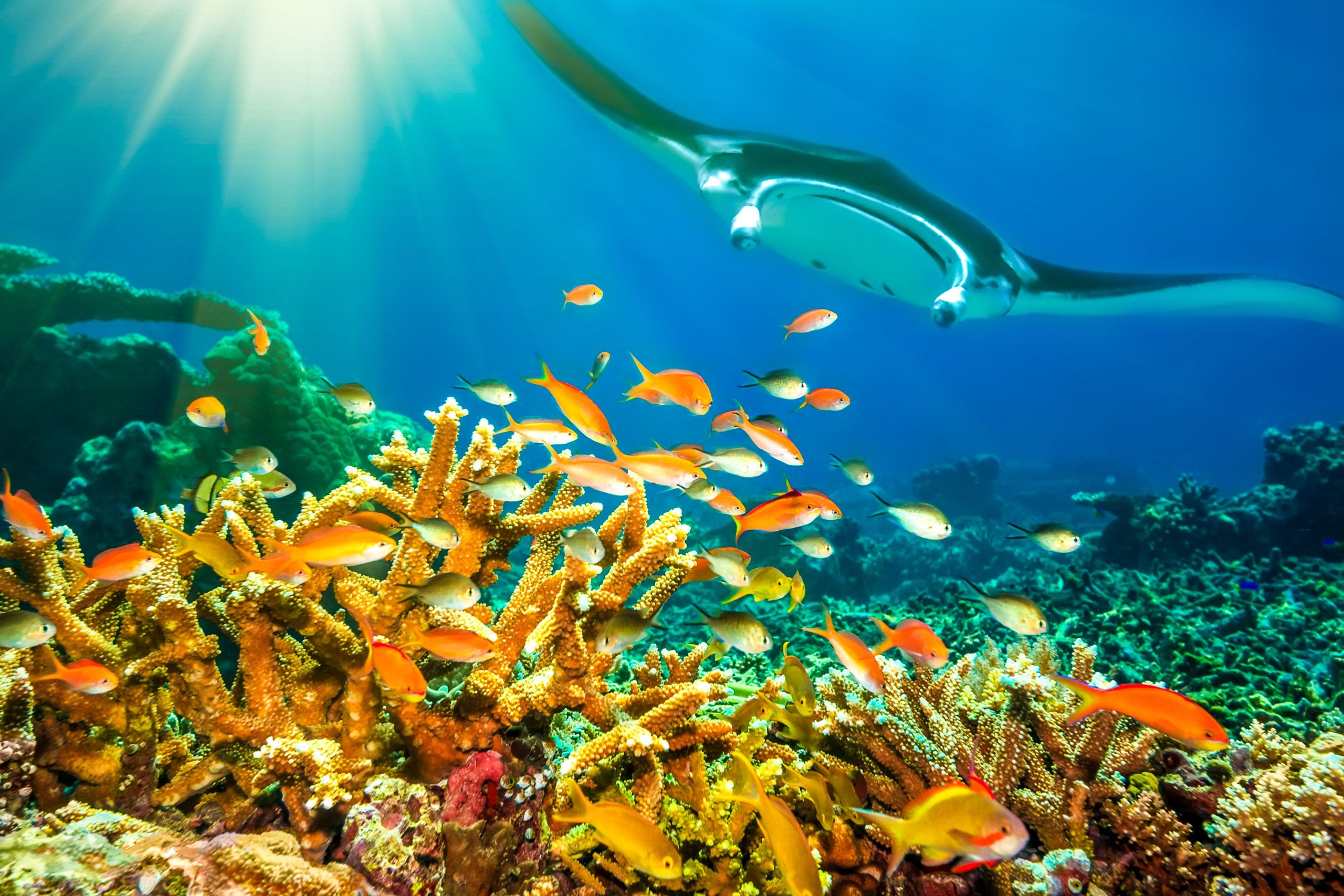 研究が脳が巨大であることを示す研究が示される最も知的な魚は明らかにされています