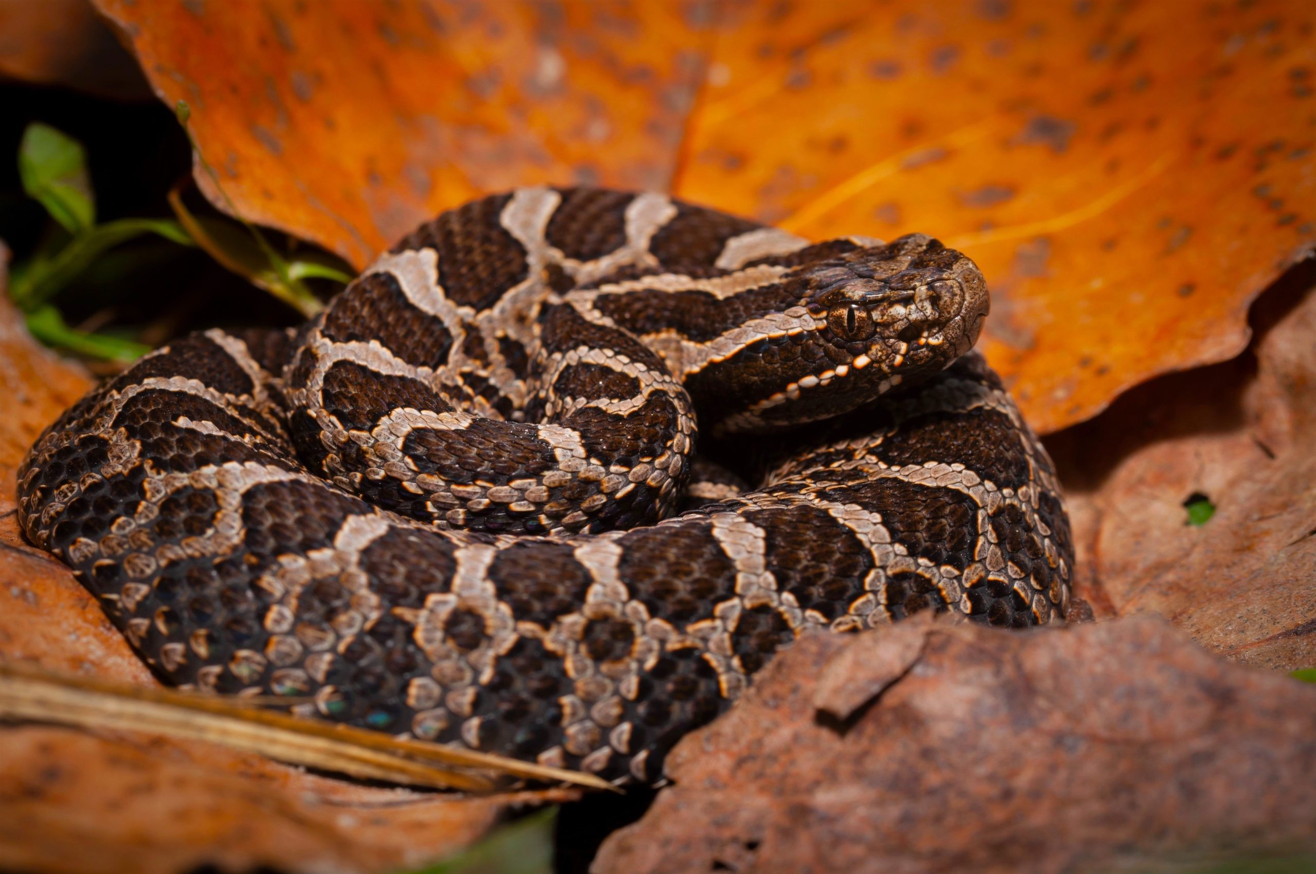 このミシガン公園で保護されたヘビの殺害には、一般の人々を教育する職員がいます