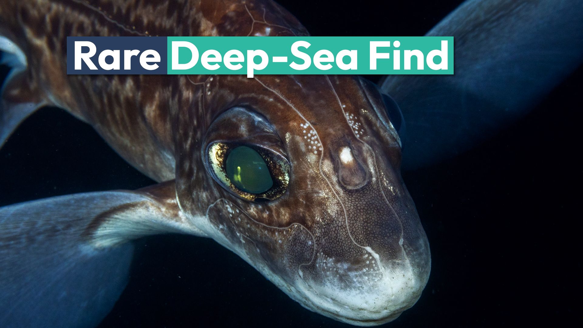 非常に珍しいゴーストサメは、カリフォルニアの海岸沖で発見されました