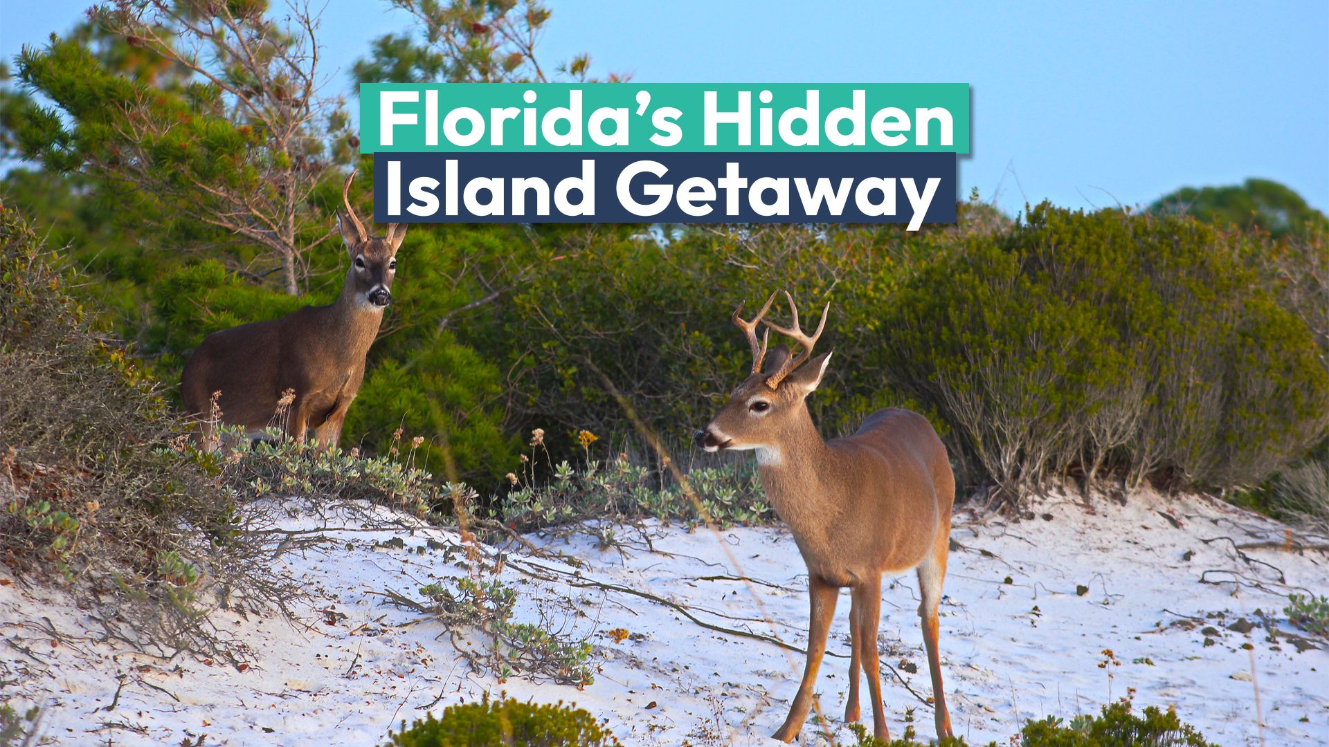 フロリダで最も過小評価されている島だけでアクセスできるのは美しいサニベルの代替品です