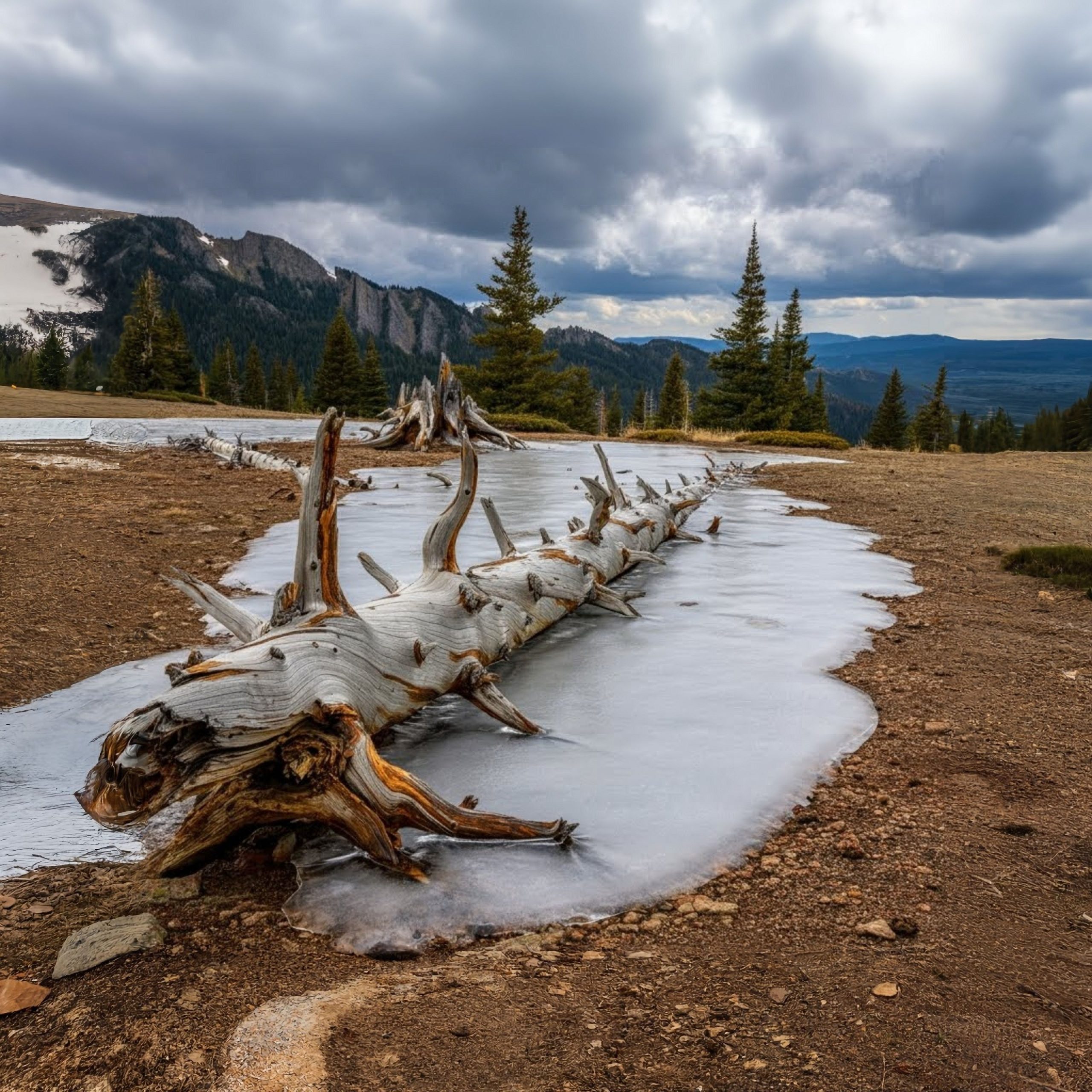 モンタナ州で発掘された驚くべき古代の高山の生態系は、ほぼ6、000年前の化石化された森林を明らかにしています