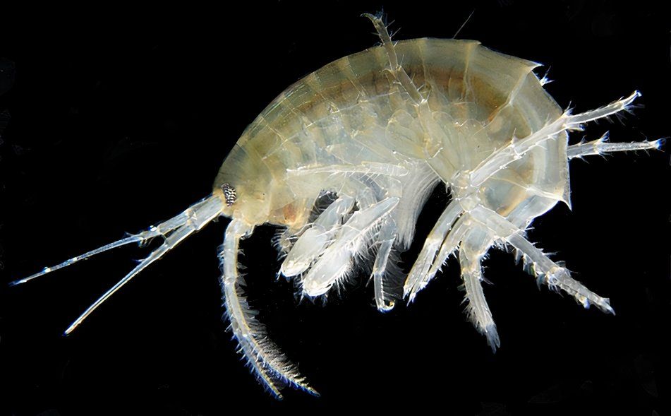 専門家は、深さ26,000フィートの新しい「幽霊のような」海の生き物を発見しました