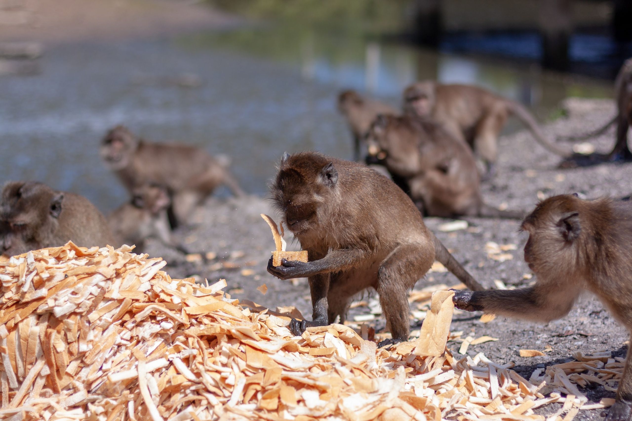 サウスカロライナ州のアルファジェネシス研究施設から水曜日の夜に逃げた43のサル