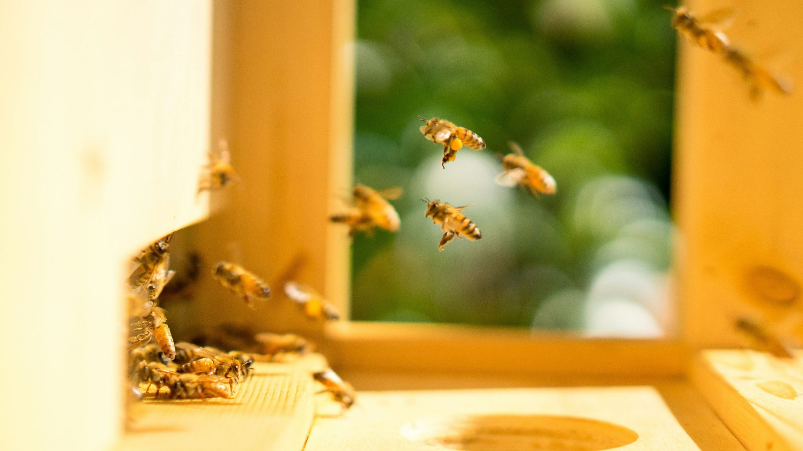 ミツバチを維持することは環境にとって悪いかもしれません