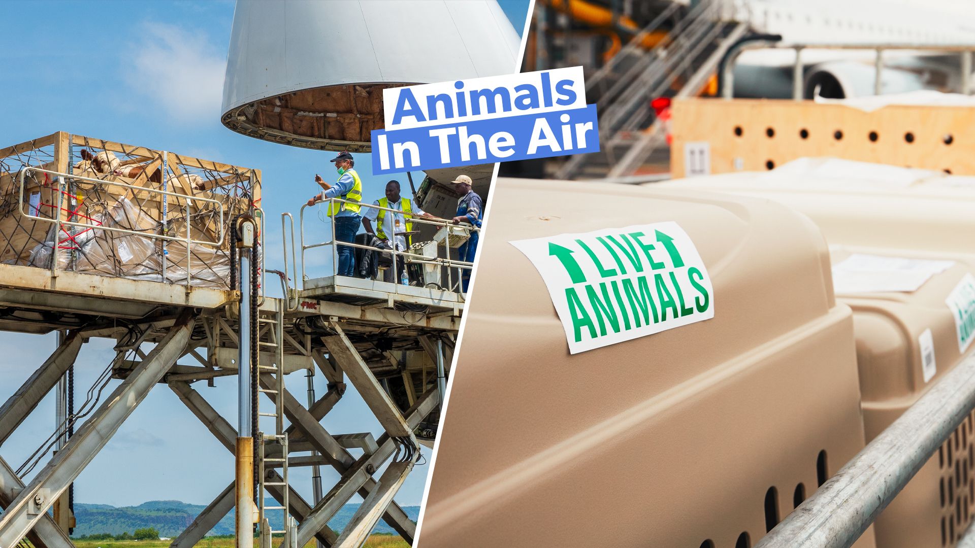 大規模でエキゾチックな動物はどのように空気によって運ばれますか？