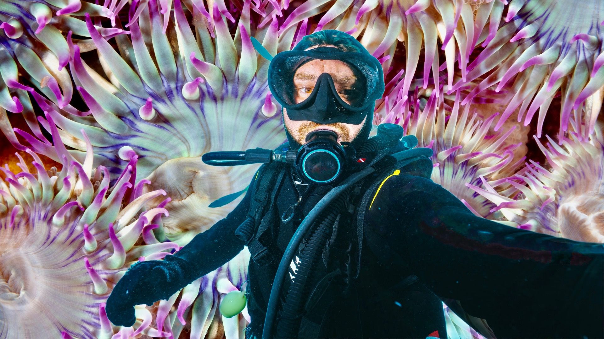 アメリカのガラパゴス：これらのカリフォルニア諸島は驚くべき代替品です