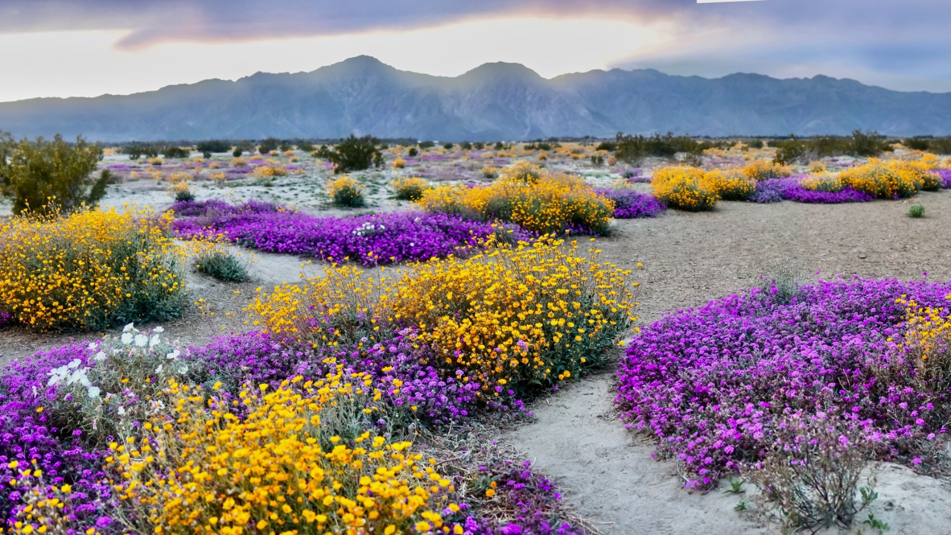 パームスプリングスの雰囲気のあるカリフォルニアの7つの小さな町ですが、より良い