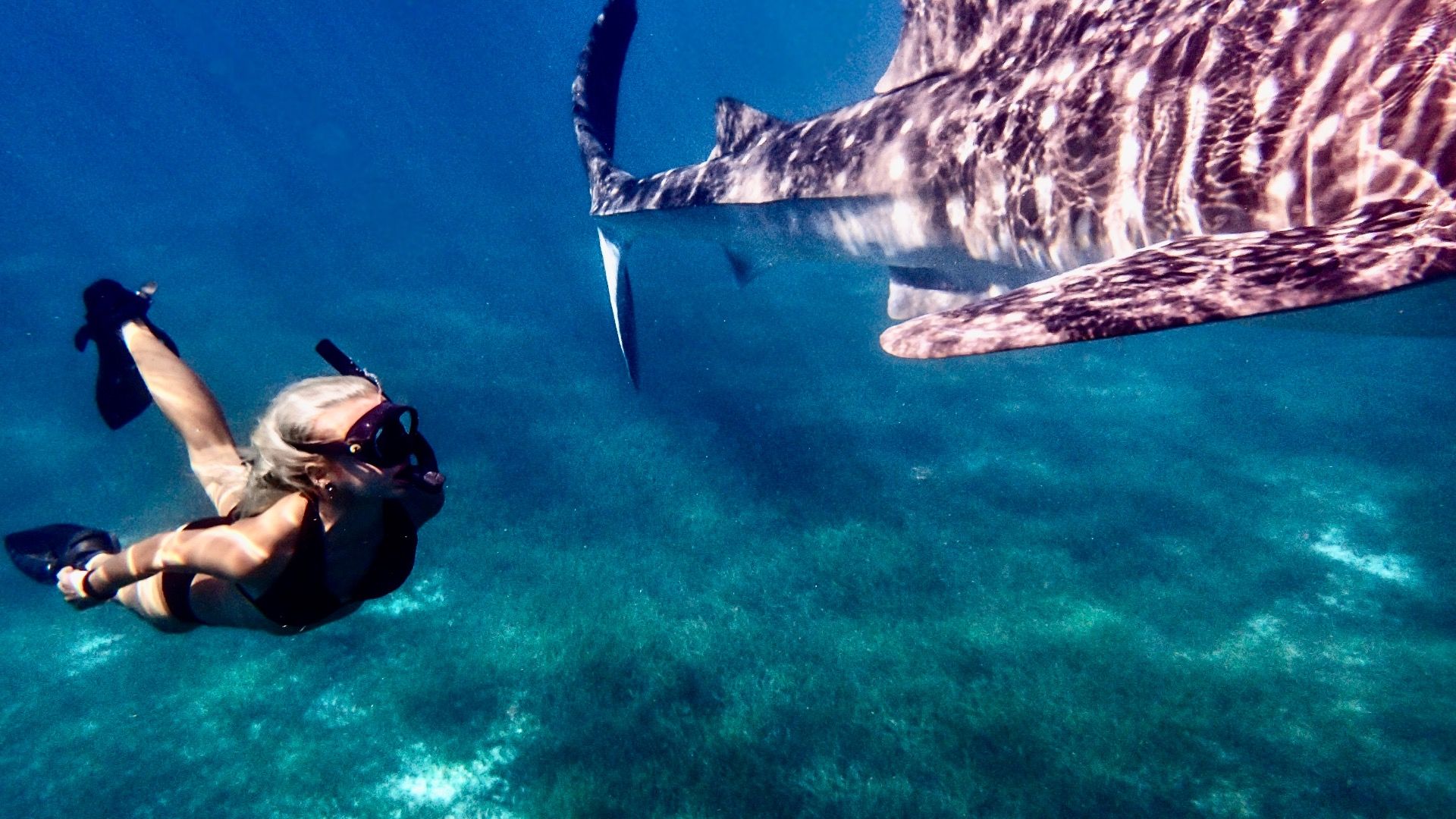 夏のためにアルバで8つの最高のシュノーケルスポット