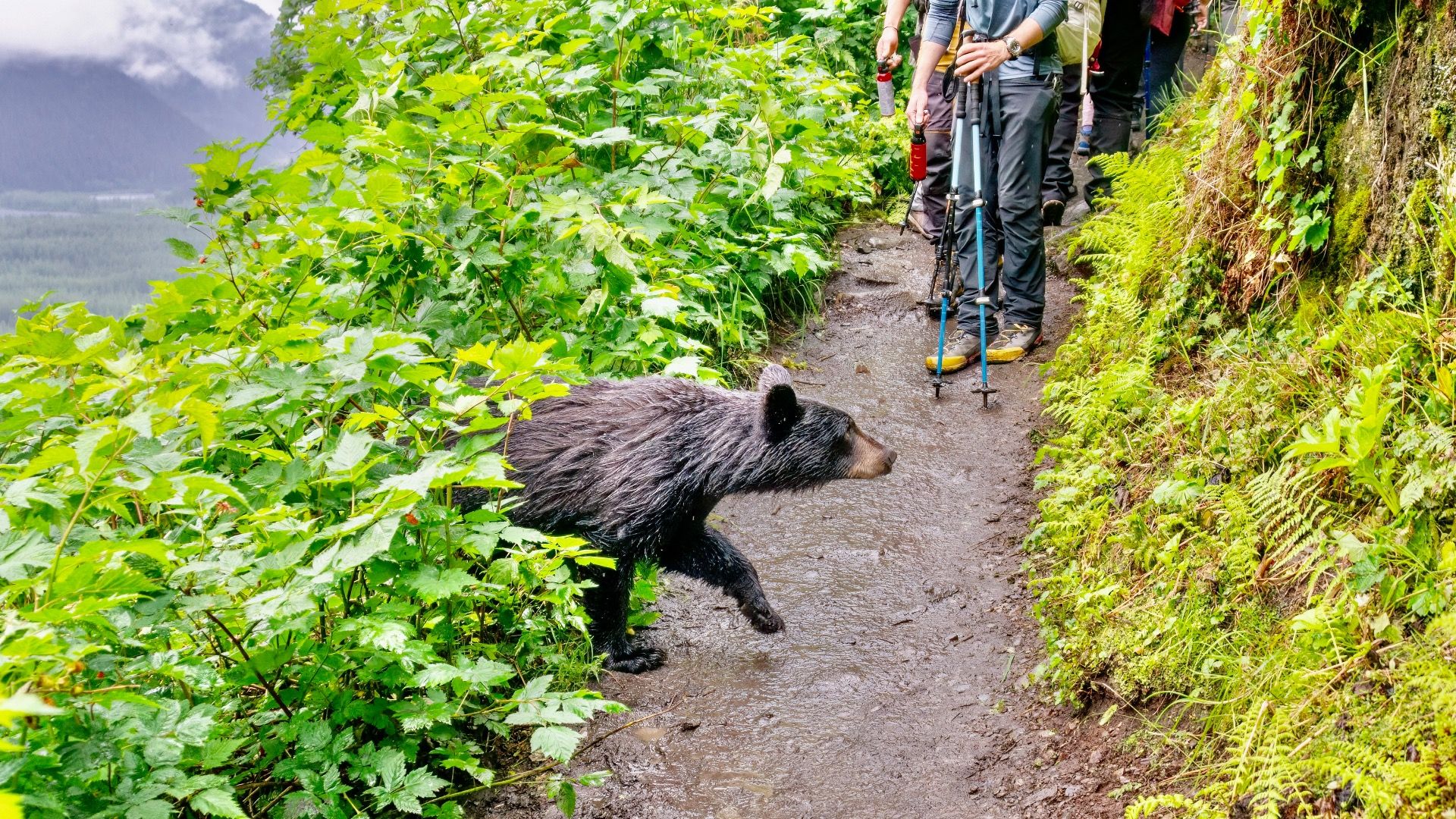 あなたがクマを見つける7東海岸国立公園
