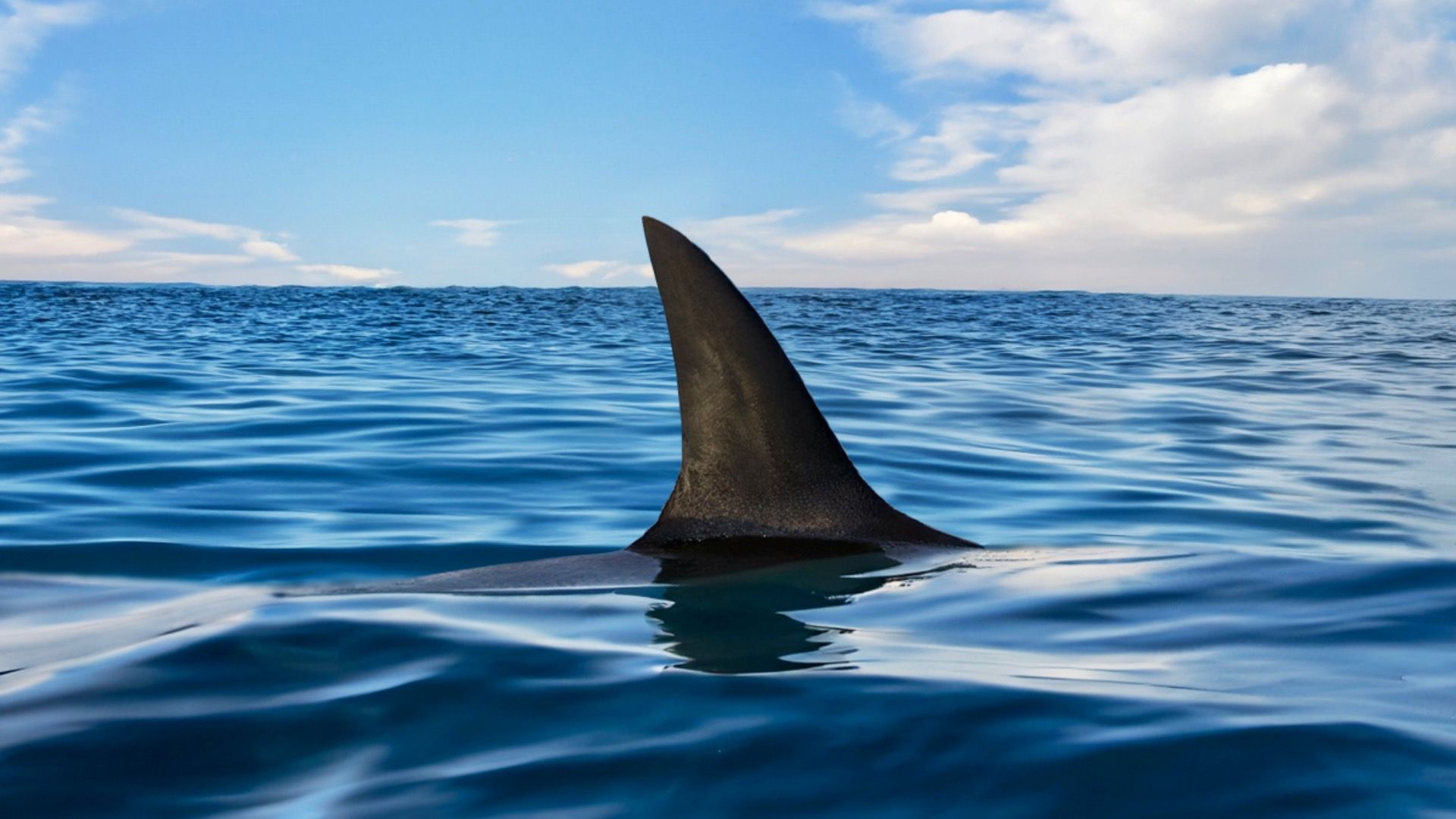 サメにぶつかる可能性が最も低いフロリダビーチ