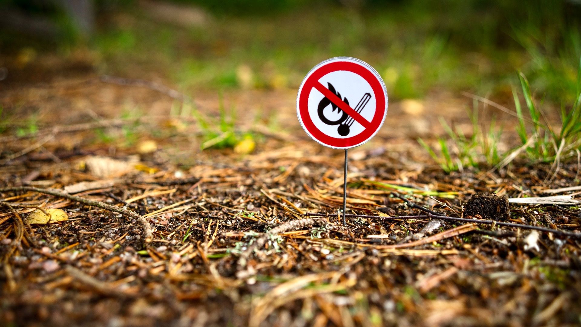 州立公園にキャンプファイヤーを禁止：代替として何をすべきか